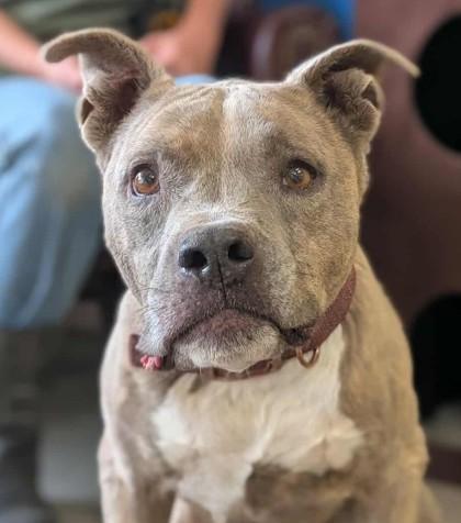 Enlarge Hazel, a Adoptable mixed breed in La Harpe, KS image 2/3