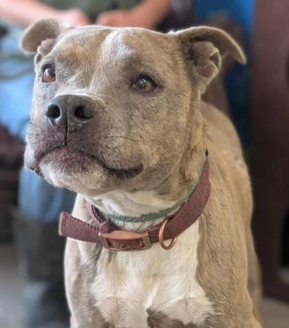 Enlarge Hazel, a Adoptable mixed breed in La Harpe, KS image 3/3