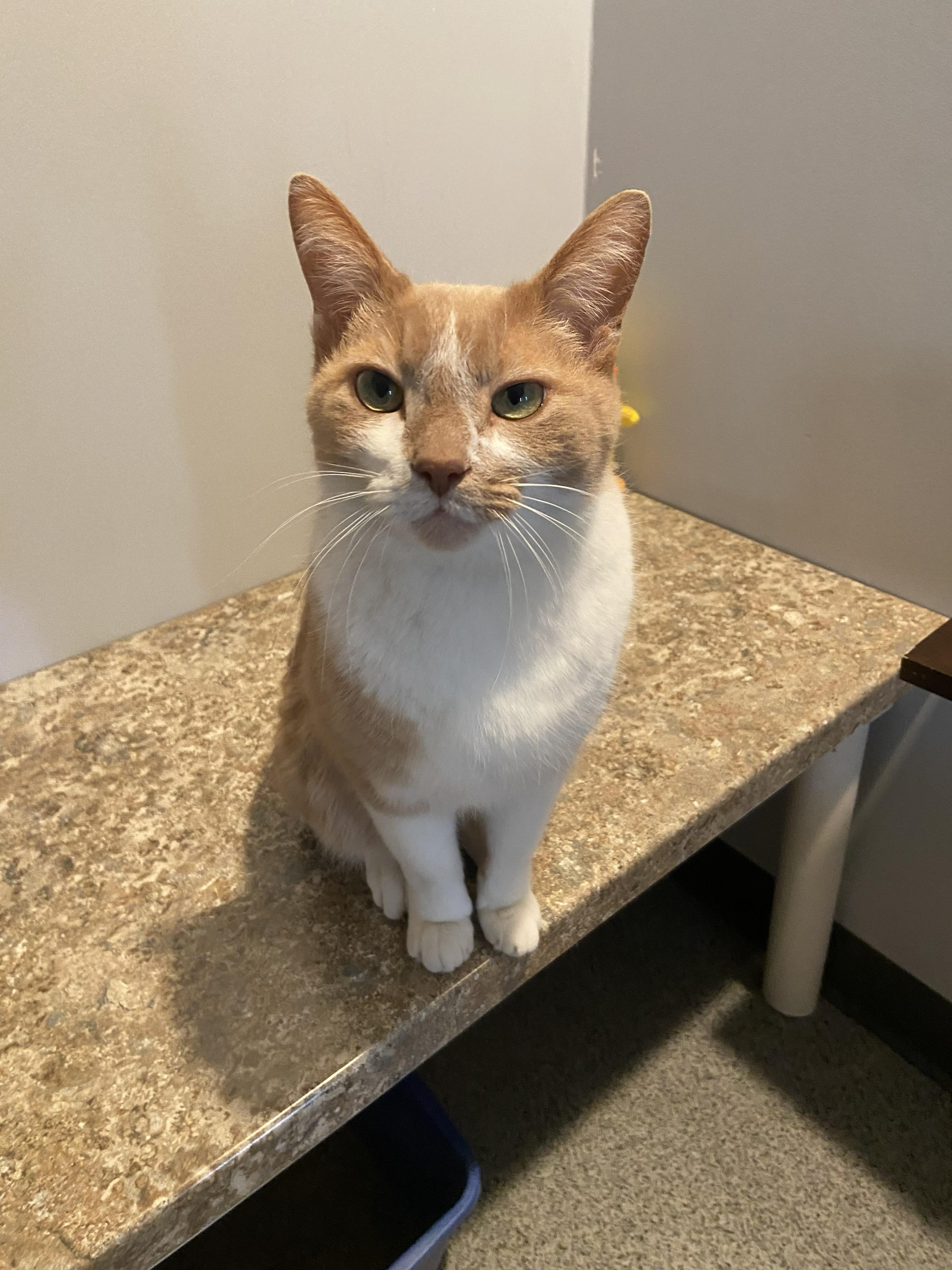 Sissy, adopted, Adult Female Domestic Short Hair.