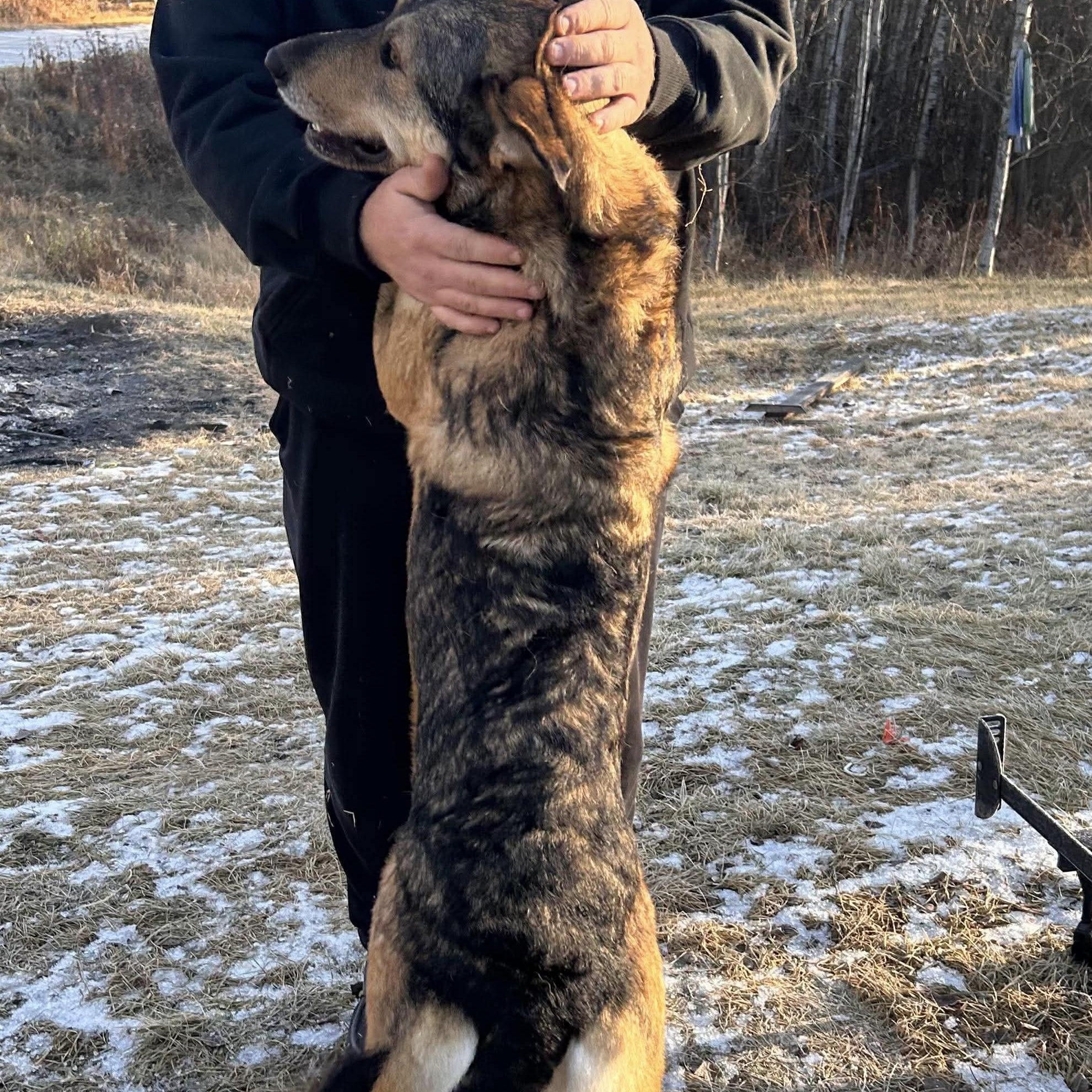 Trixie, an adoptable German Shepherd Dog in Edmonton, AB, T5Y 3N6 | Photo Image 3