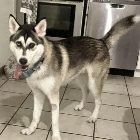 Chrome, a Adoptable Siberian Husky in Plain City, OH image 1/6
