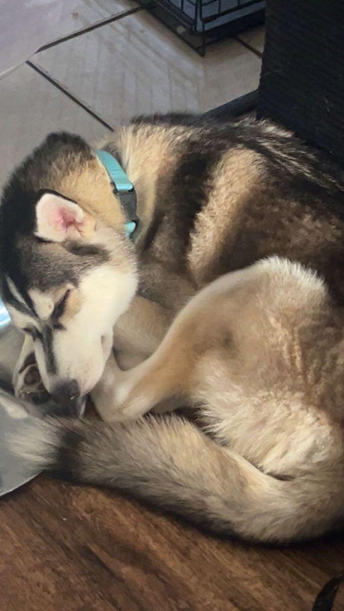 Chrome, a Adoptable Siberian Husky in Plain City, OH image 2/6