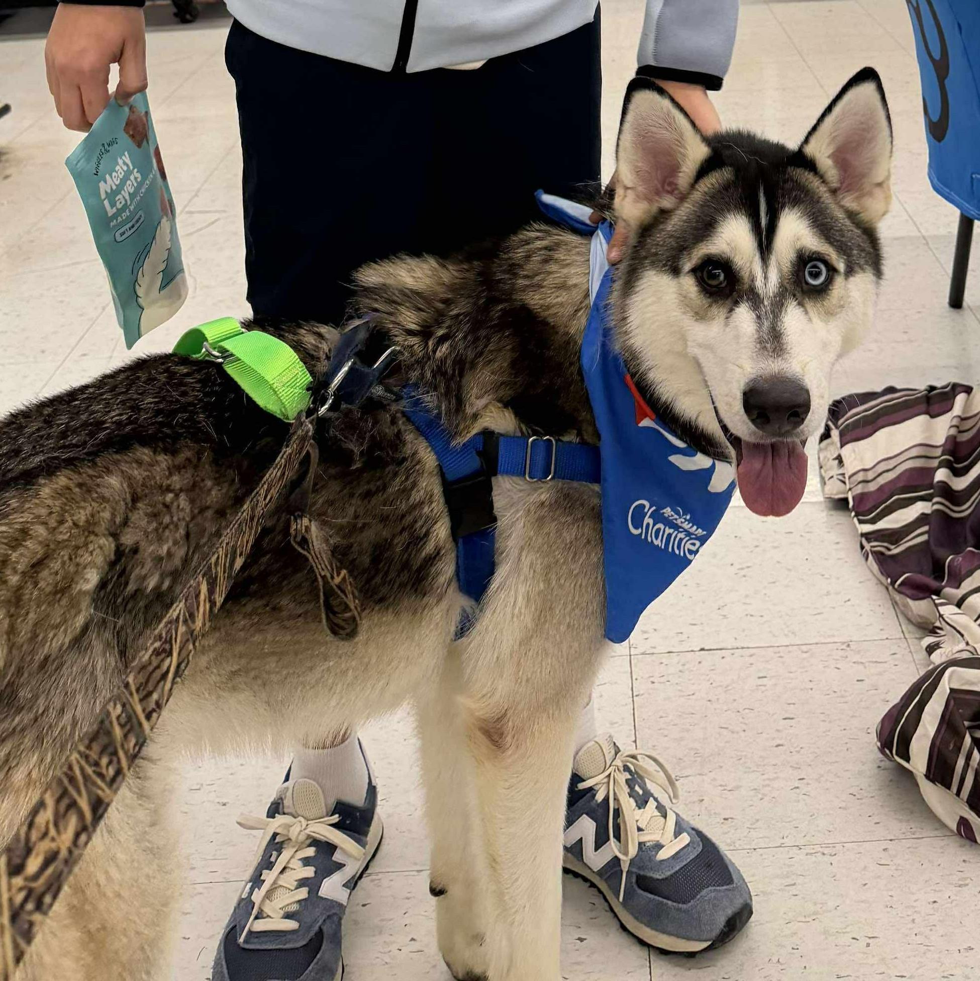 Chrome, a Adoptable Siberian Husky in Plain City, OH image 3/6