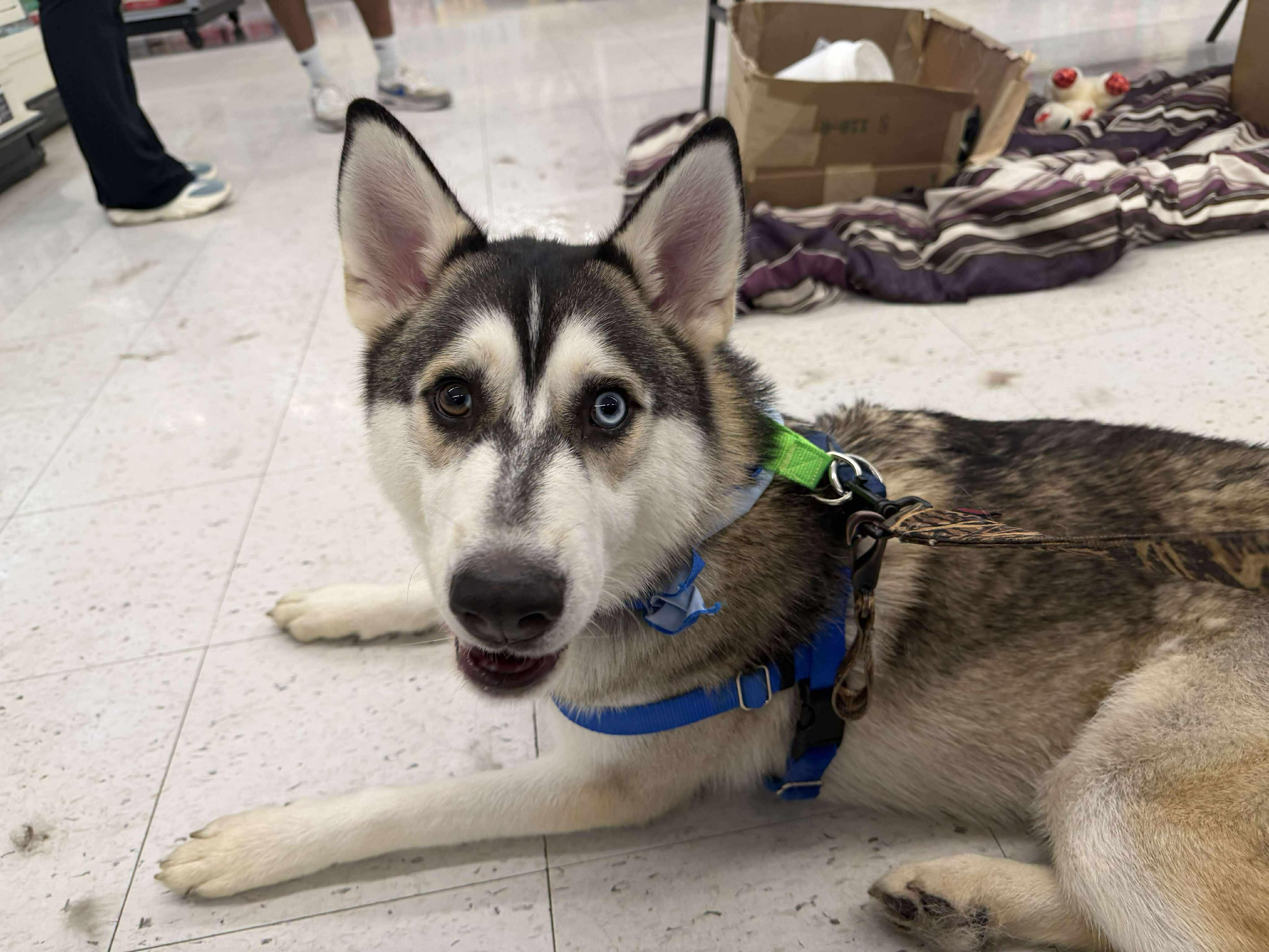 Chrome, a Adoptable Siberian Husky in Plain City, OH image 4/6
