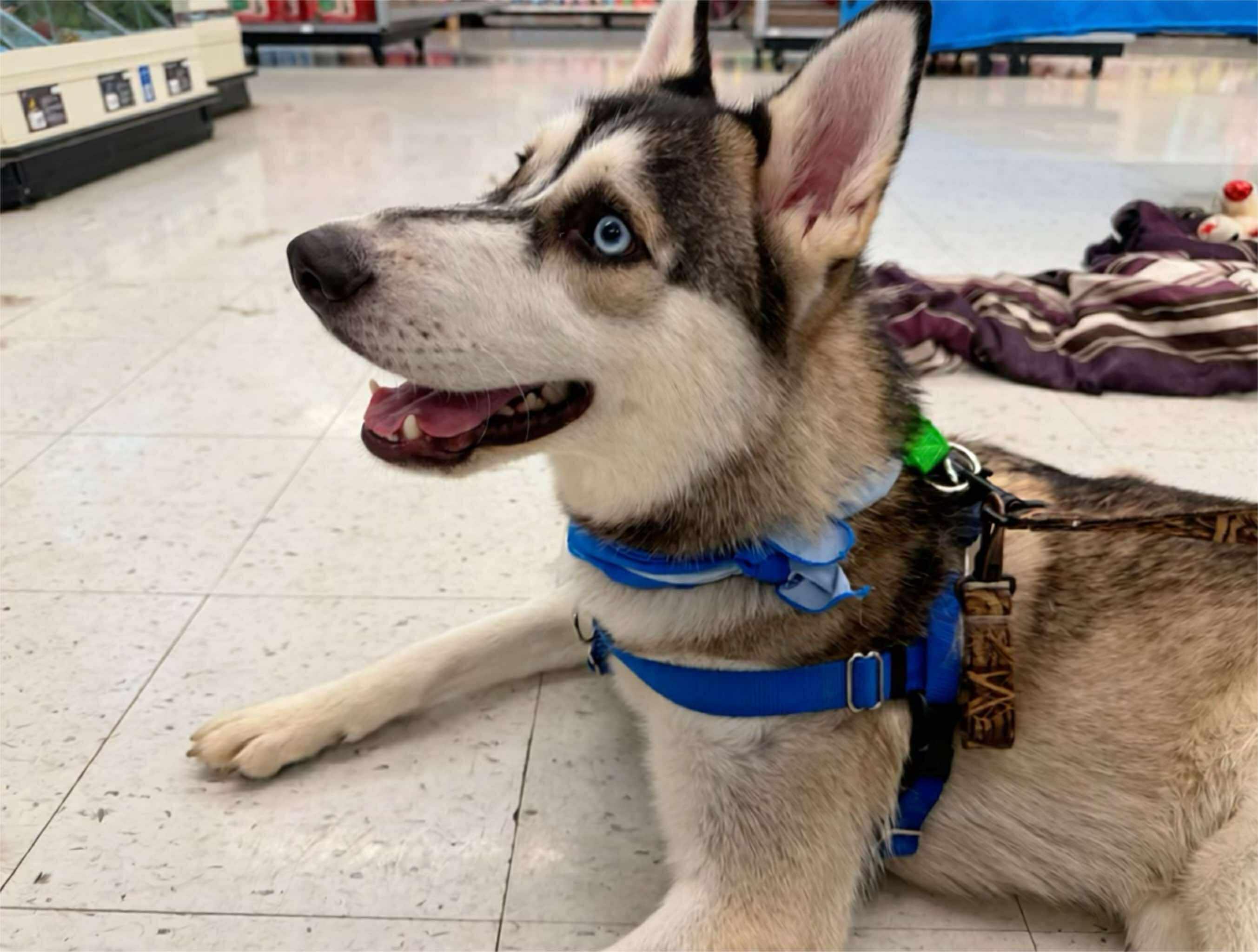 Chrome, a Adoptable Siberian Husky in Plain City, OH image 5/6