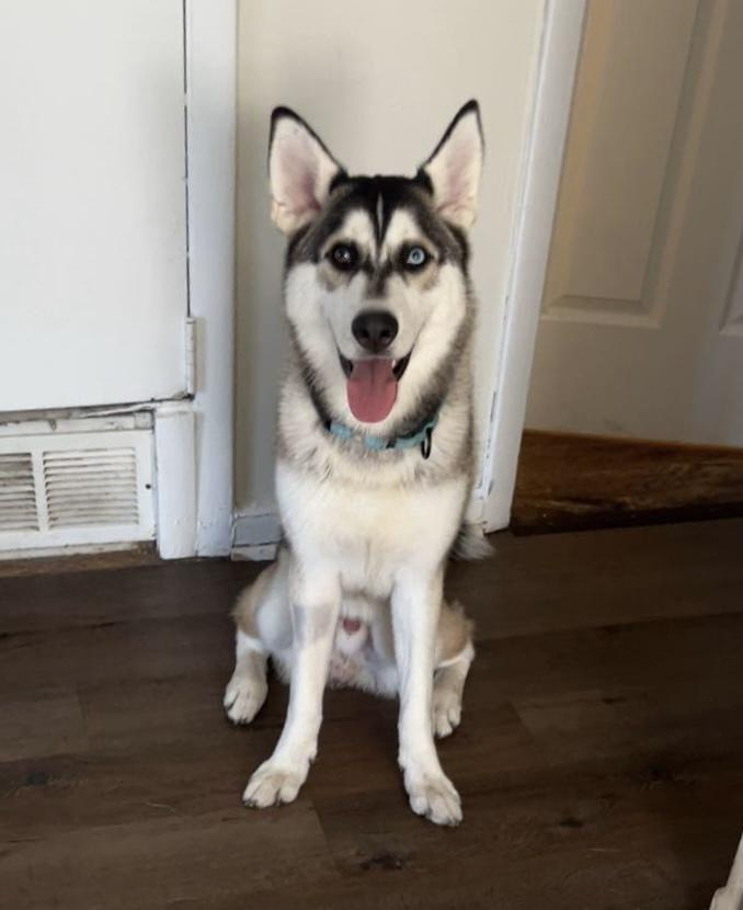 Chrome, a Adoptable Siberian Husky in Plain City, OH image 6/6