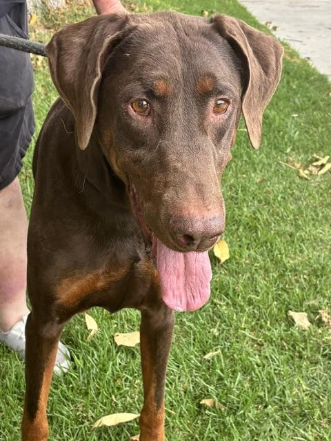 Max, Adoptable, Adult Male Doberman Pinscher.