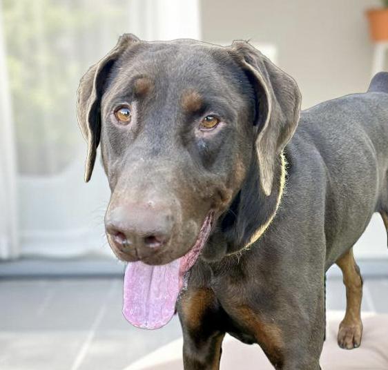 Enlarge Max, a Adoptable Doberman Pinscher in Canoga Park, CA image 2/5