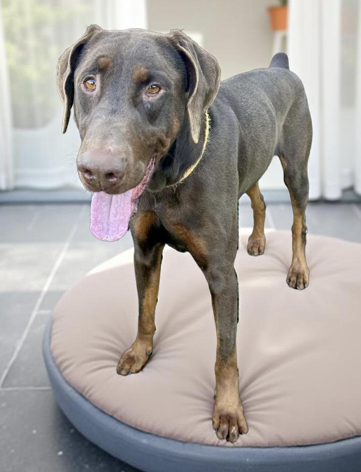 Enlarge Max, a Adoptable Doberman Pinscher in Canoga Park, CA image 3/5
