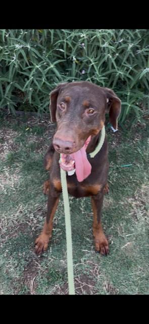 Enlarge Max, a Adoptable Doberman Pinscher in Canoga Park, CA image 5/5