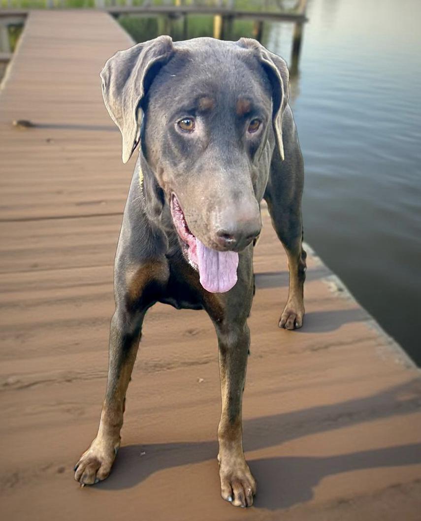 Enlarge Max, a Adoptable Doberman Pinscher in Canoga Park, CA image 4/5