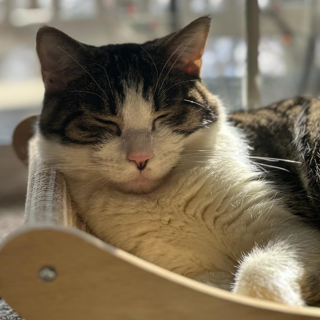 Enlarge Buttons, a Adoptable Domestic Short Hair in Philadelphia, PA image 1/5