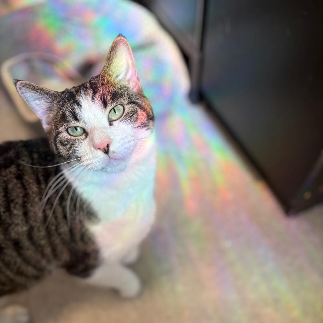 Enlarge Buttons, a Adoptable Domestic Short Hair in Philadelphia, PA image 2/5