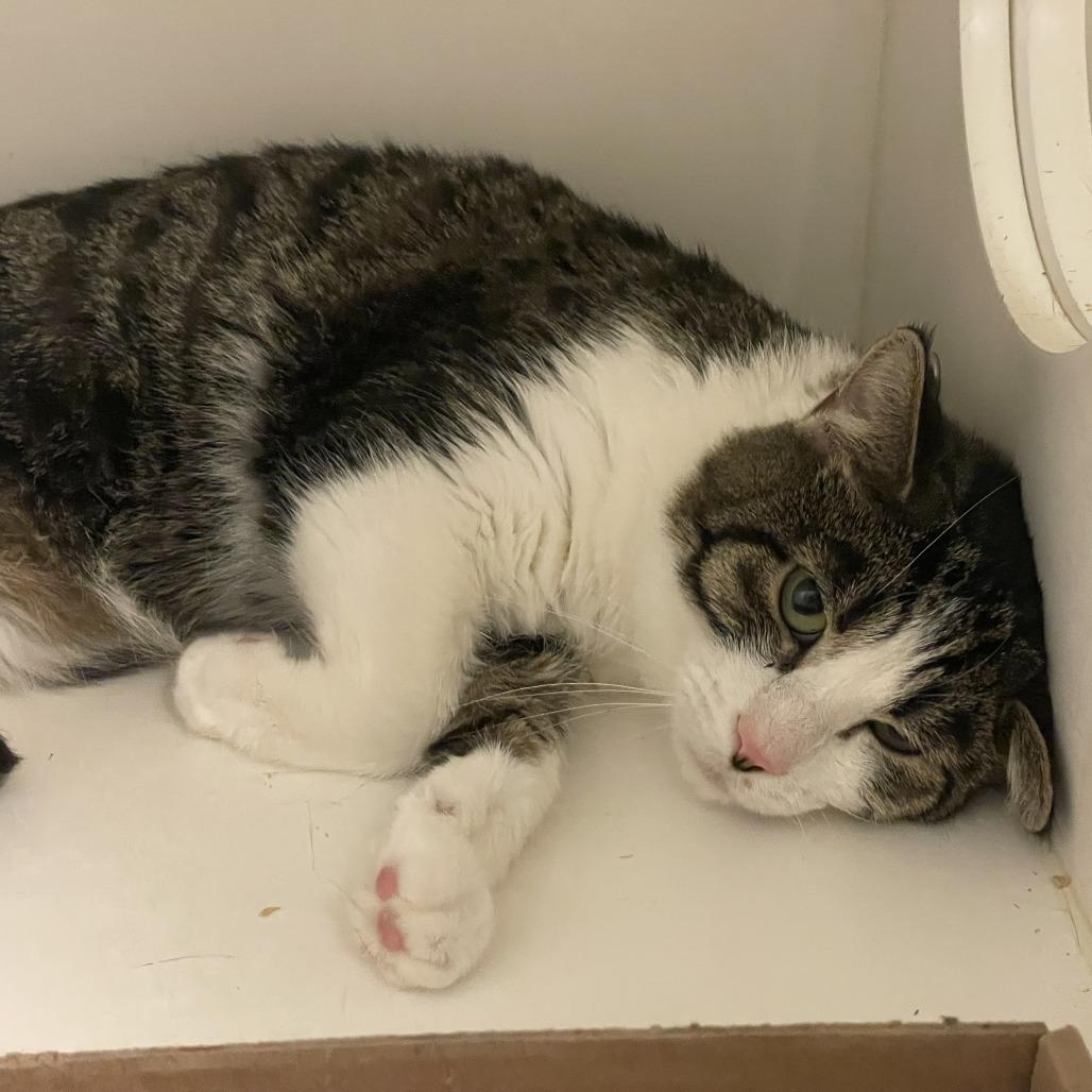 Enlarge Buttons, a Adoptable Domestic Short Hair in Philadelphia, PA image 3/5