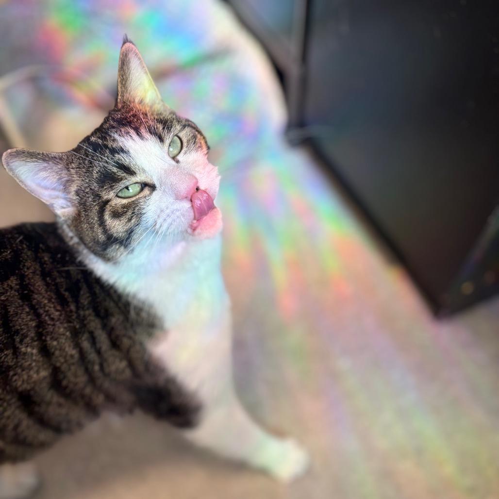 Enlarge Buttons, a Adoptable Domestic Short Hair in Philadelphia, PA image 4/5