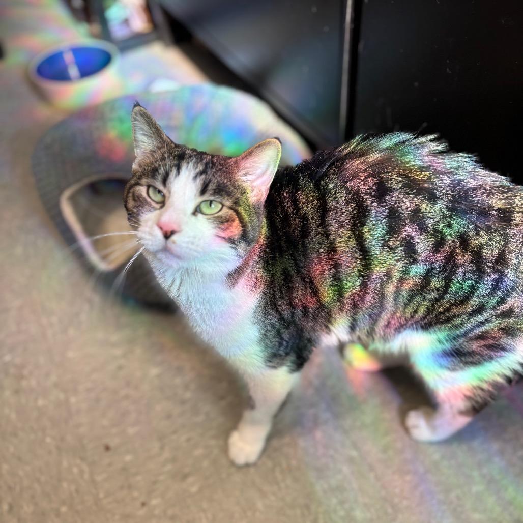 Enlarge Buttons, a Adoptable Domestic Short Hair in Philadelphia, PA image 5/5