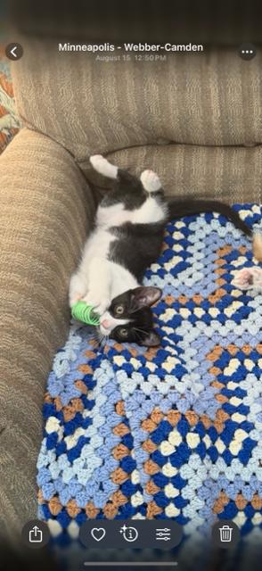 Enlarge Junior Mint, a Adoptable mixed breed in Roseville, MN image 3/5