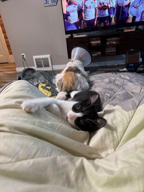 Enlarge Junior Mint, a Adoptable mixed breed in Roseville, MN image 4/5