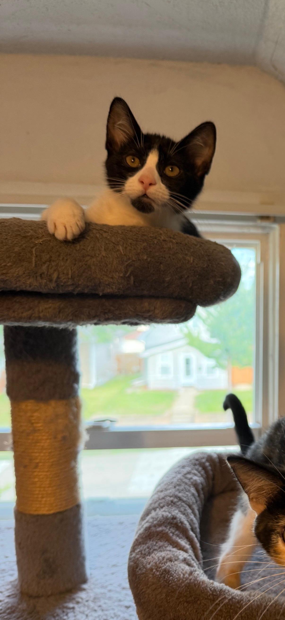 Enlarge Junior Mint, a Adoptable mixed breed in Roseville, MN image 2/5