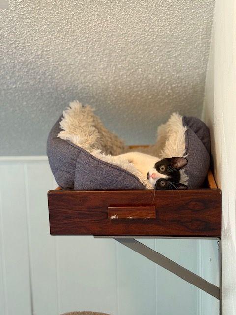 Enlarge Junior Mint, a Adoptable mixed breed in Roseville, MN image 5/5