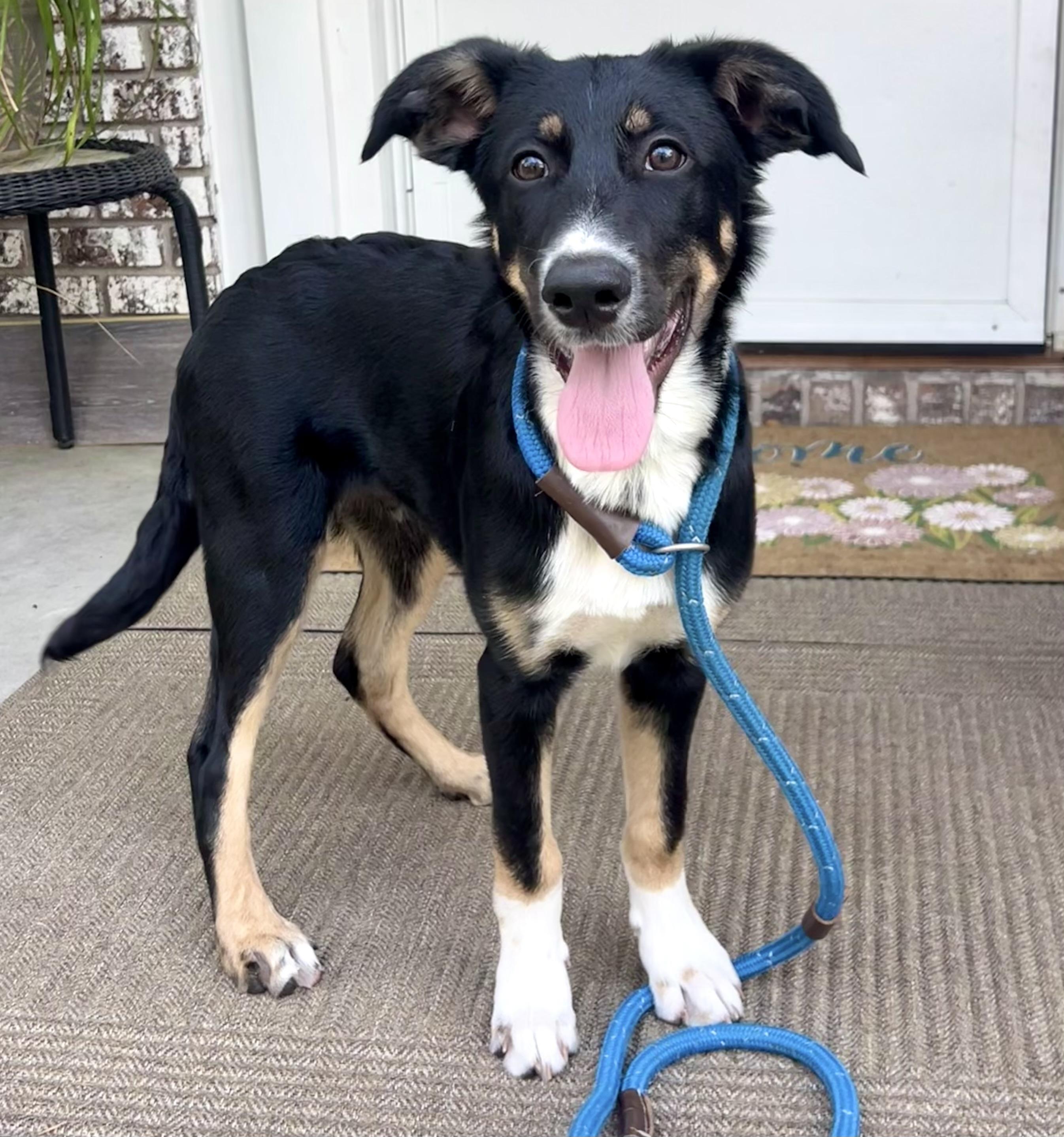 Enlarge Patches, a Adoptable mixed breed in Mt Pleasant, SC image 5/6