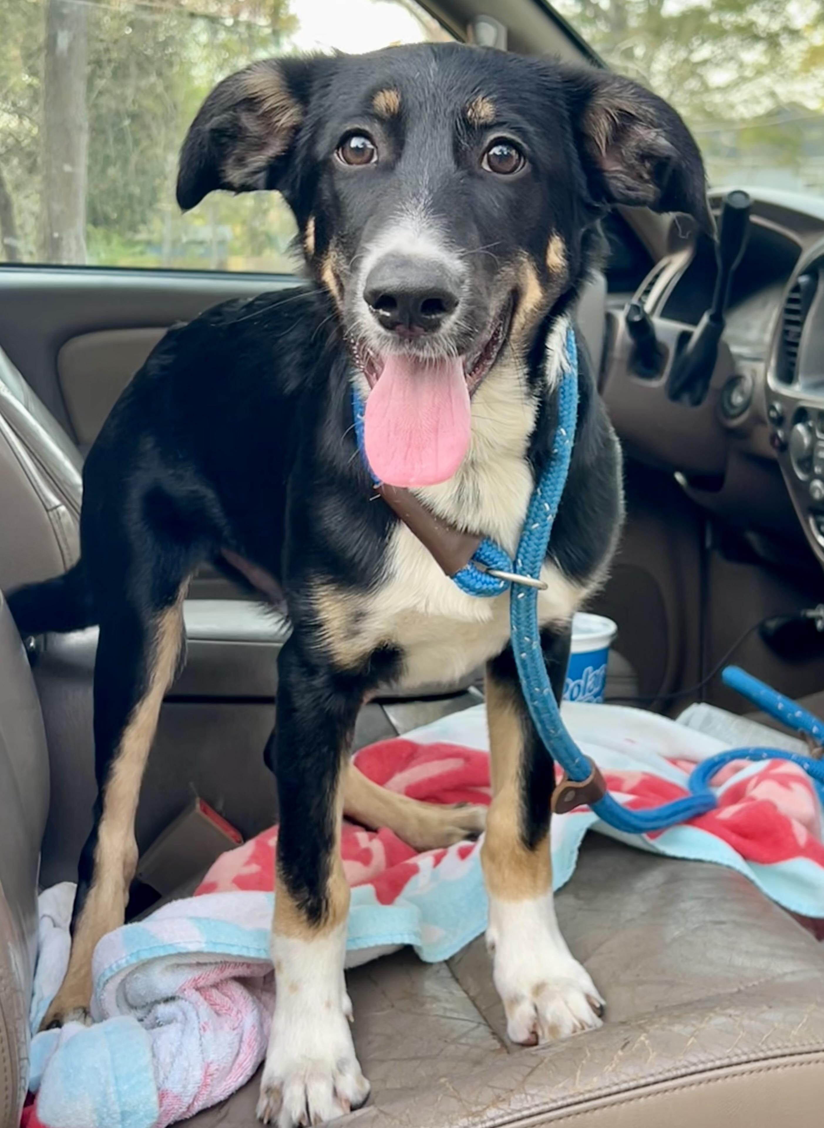 Enlarge Patches, a Adoptable mixed breed in Mt Pleasant, SC image 4/6