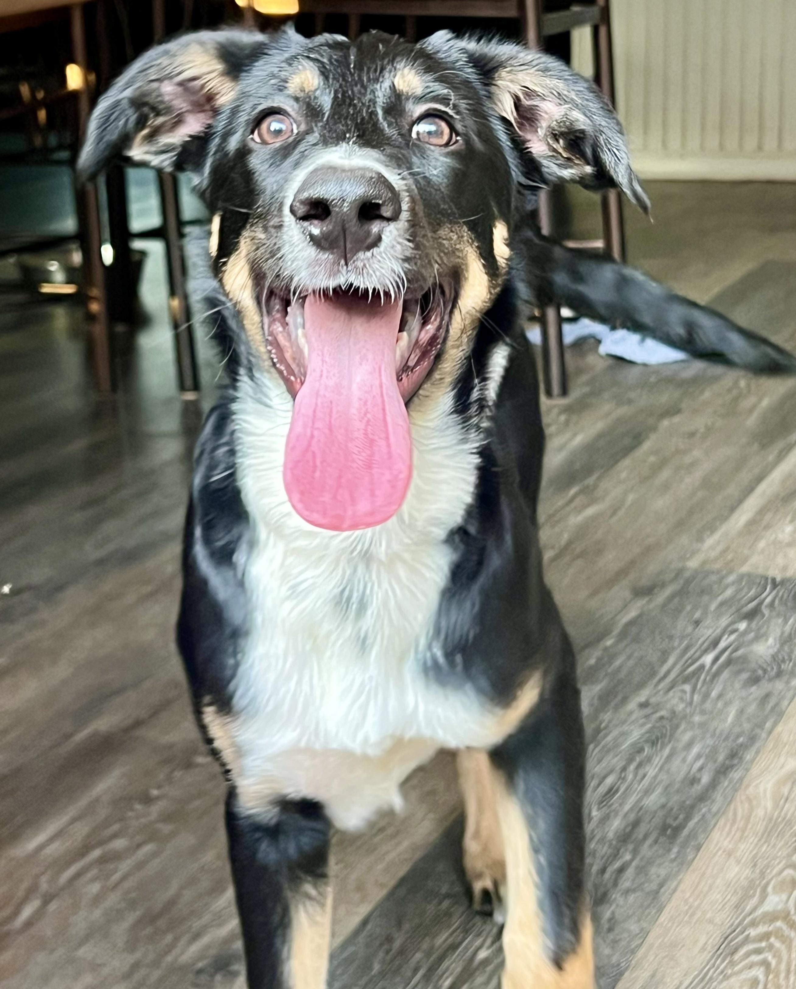 Patches, Adoptable, Young Male Australian Shepherd.