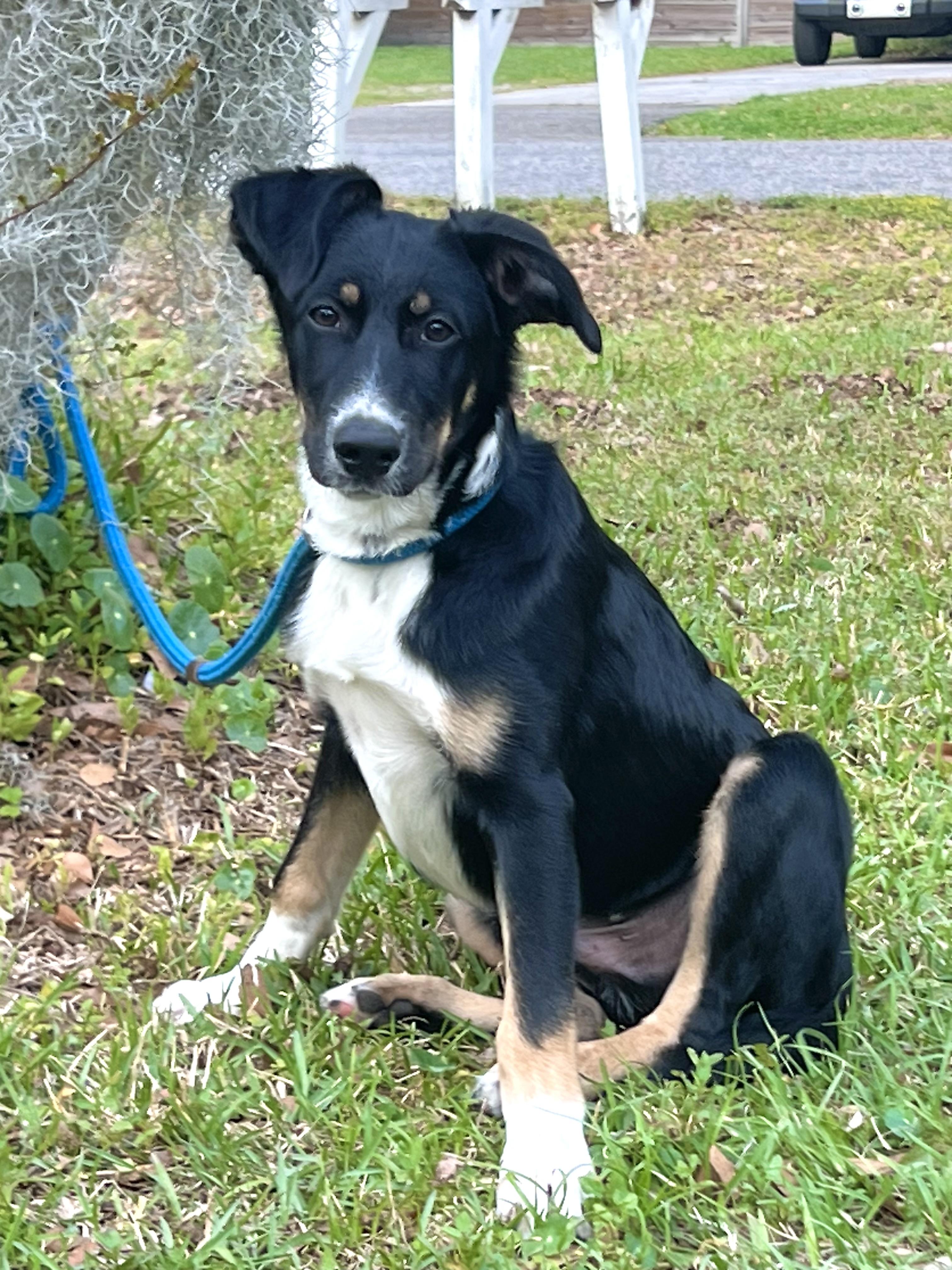 Enlarge Patches, a Adoptable mixed breed in Mt Pleasant, SC image 6/6