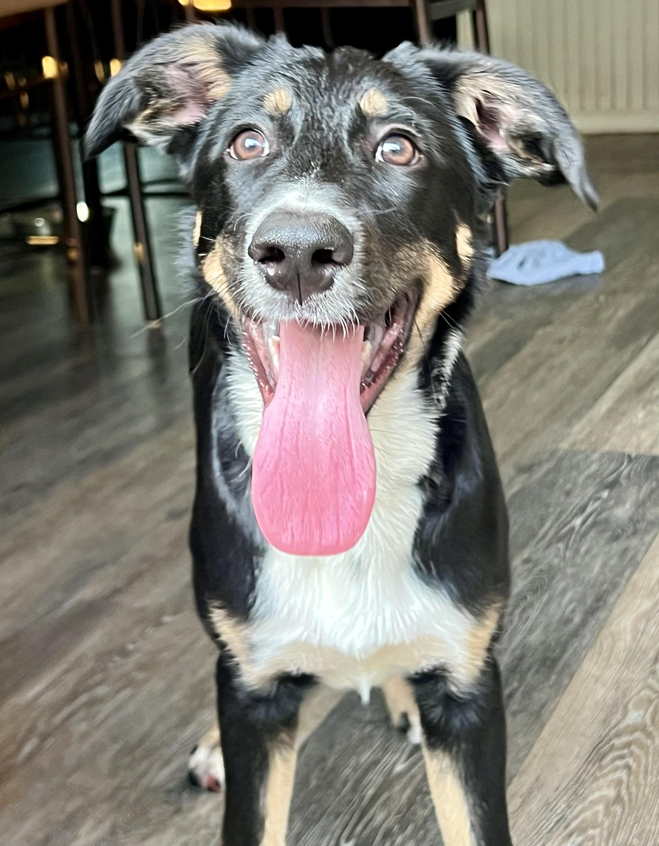 Enlarge Patches, a Adoptable mixed breed in Mt Pleasant, SC image 2/6