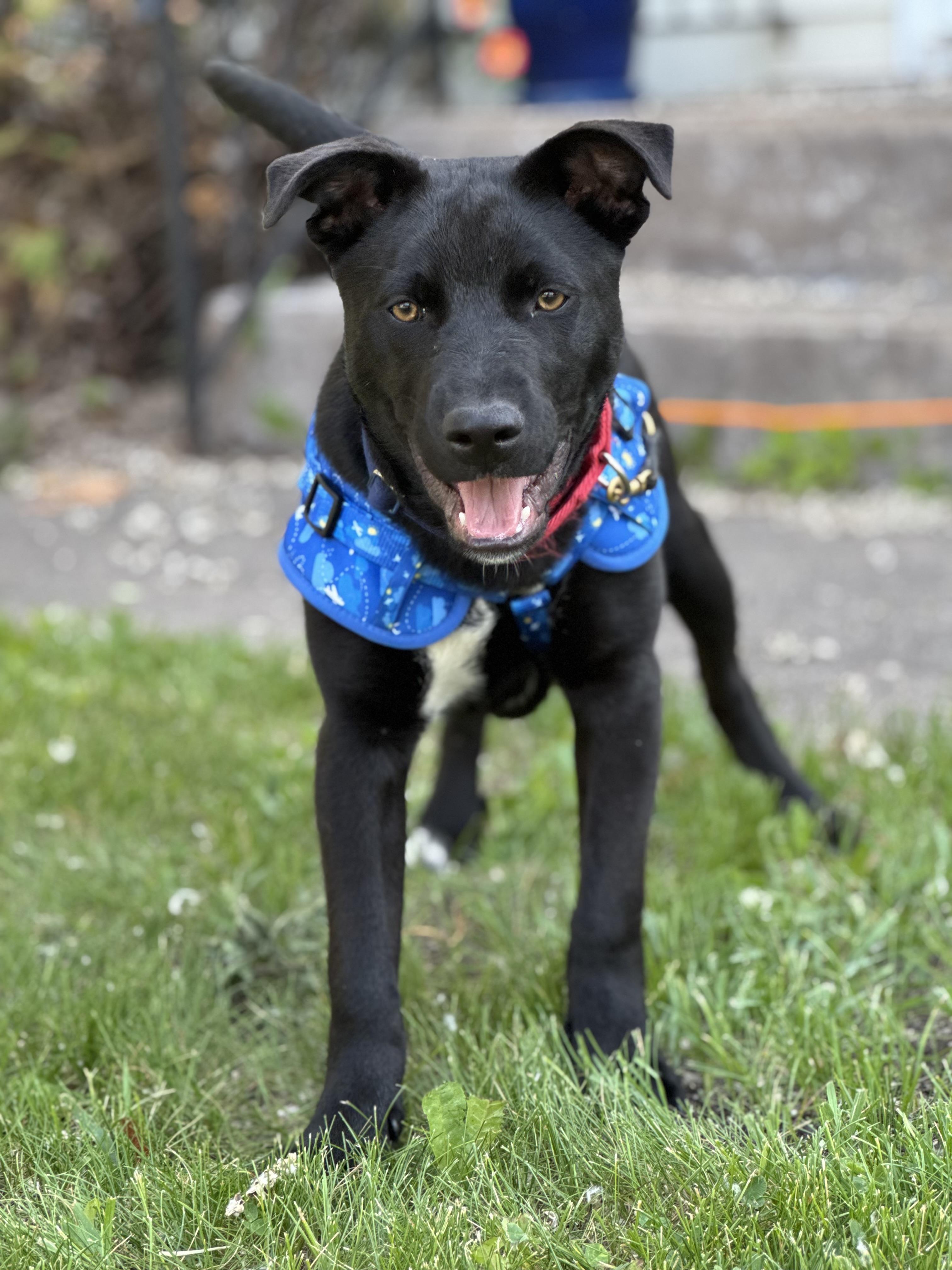 Enlarge Bruce, a Adoptable mixed breed in Crookston, MN image 4/5