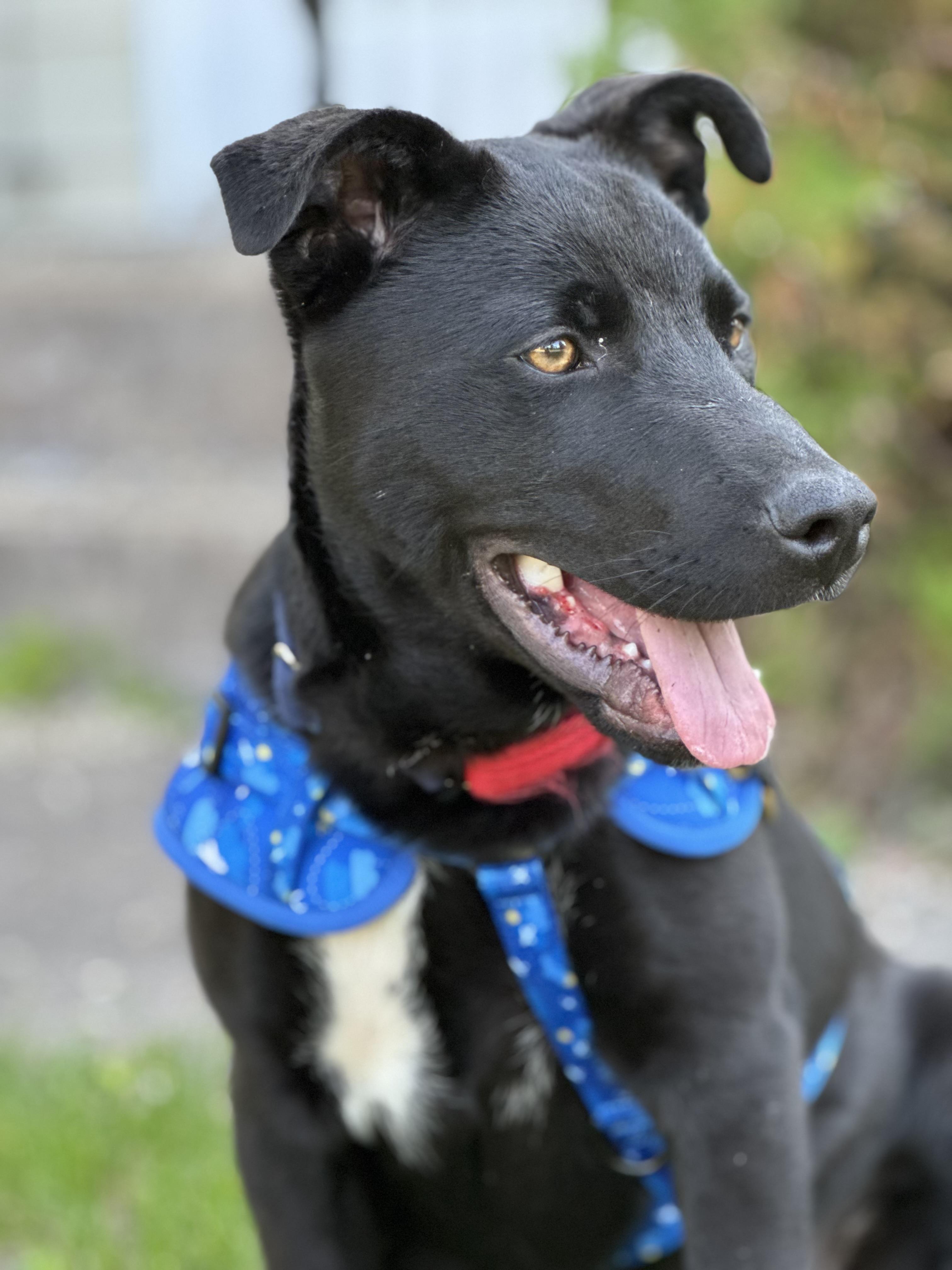Enlarge Bruce, a Adoptable mixed breed in Crookston, MN image 2/5