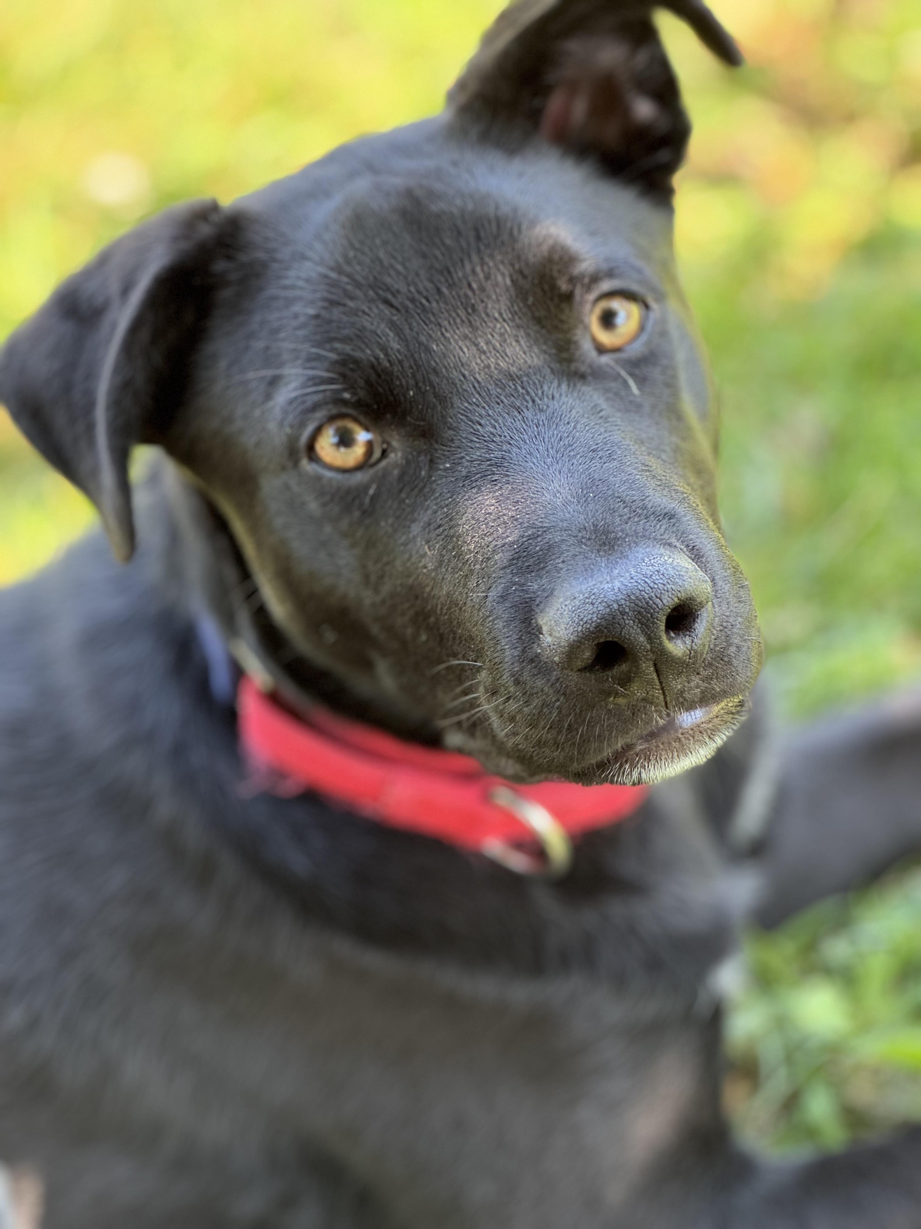 Enlarge Bruce, a Adoptable mixed breed in Crookston, MN image 1/5