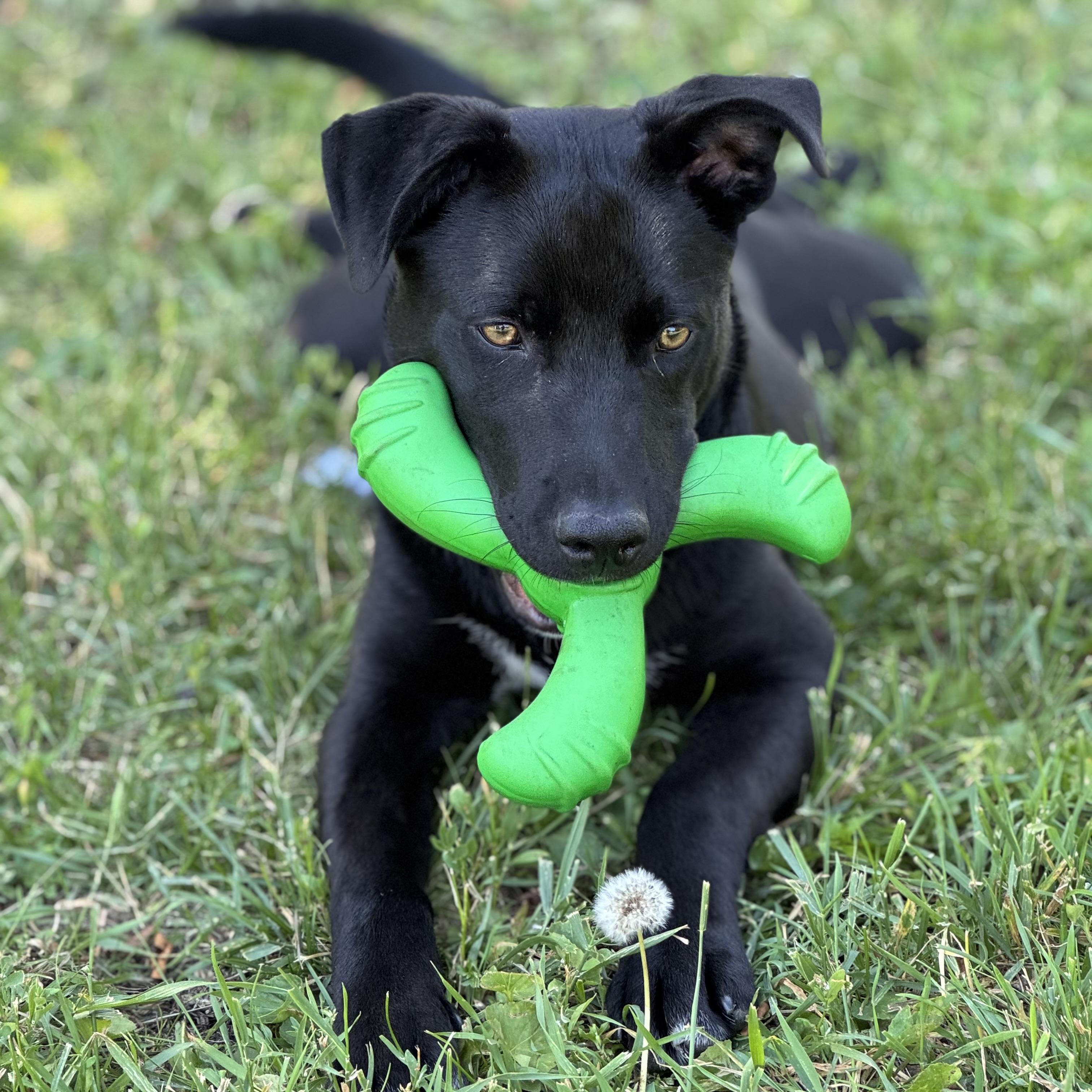 Bruce, an adoptable Black Labrador Retriever, Pit Bull Terrier in Crookston, MN, 56716 | Photo Image 3