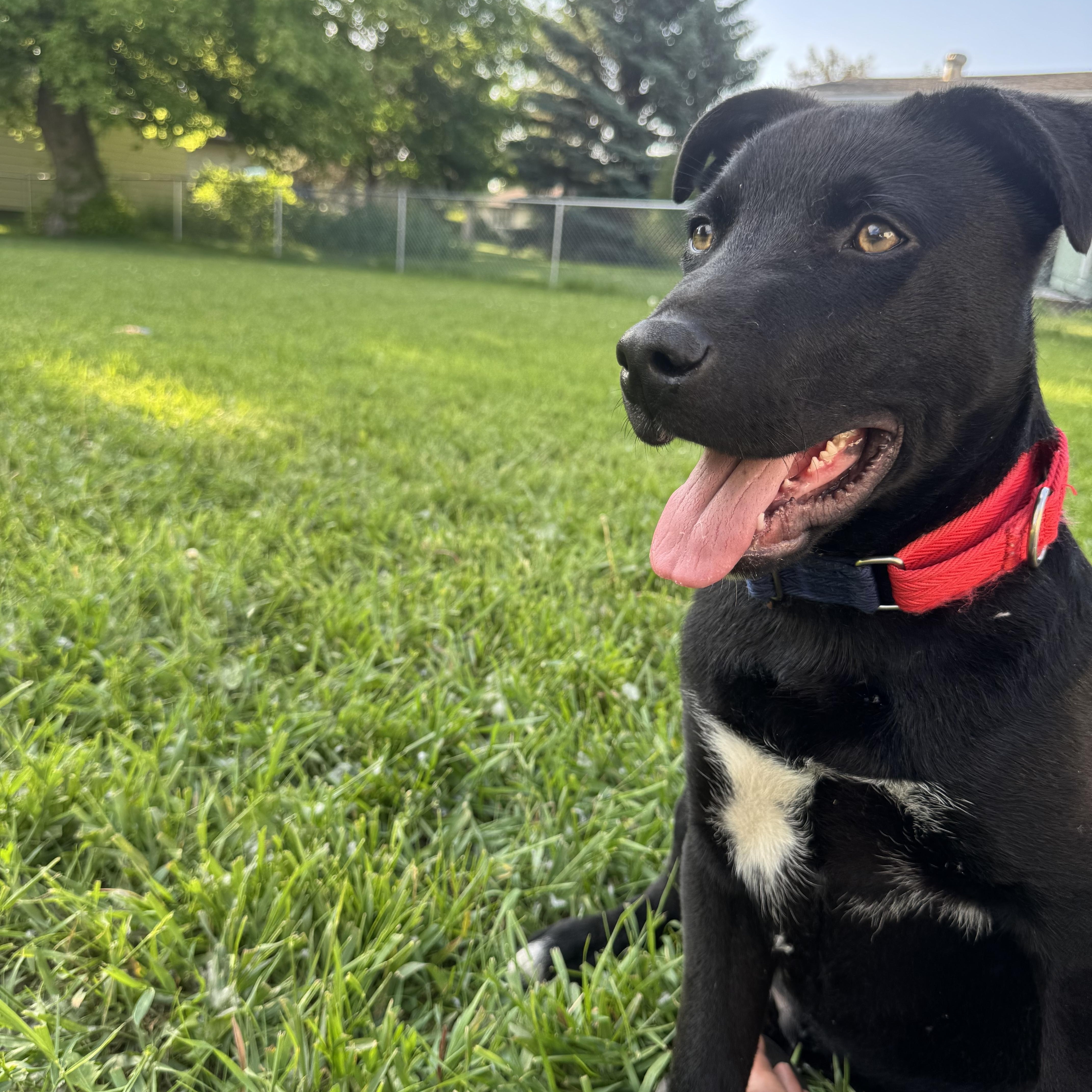 Enlarge Bruce, a Adoptable mixed breed in Crookston, MN image 5/5