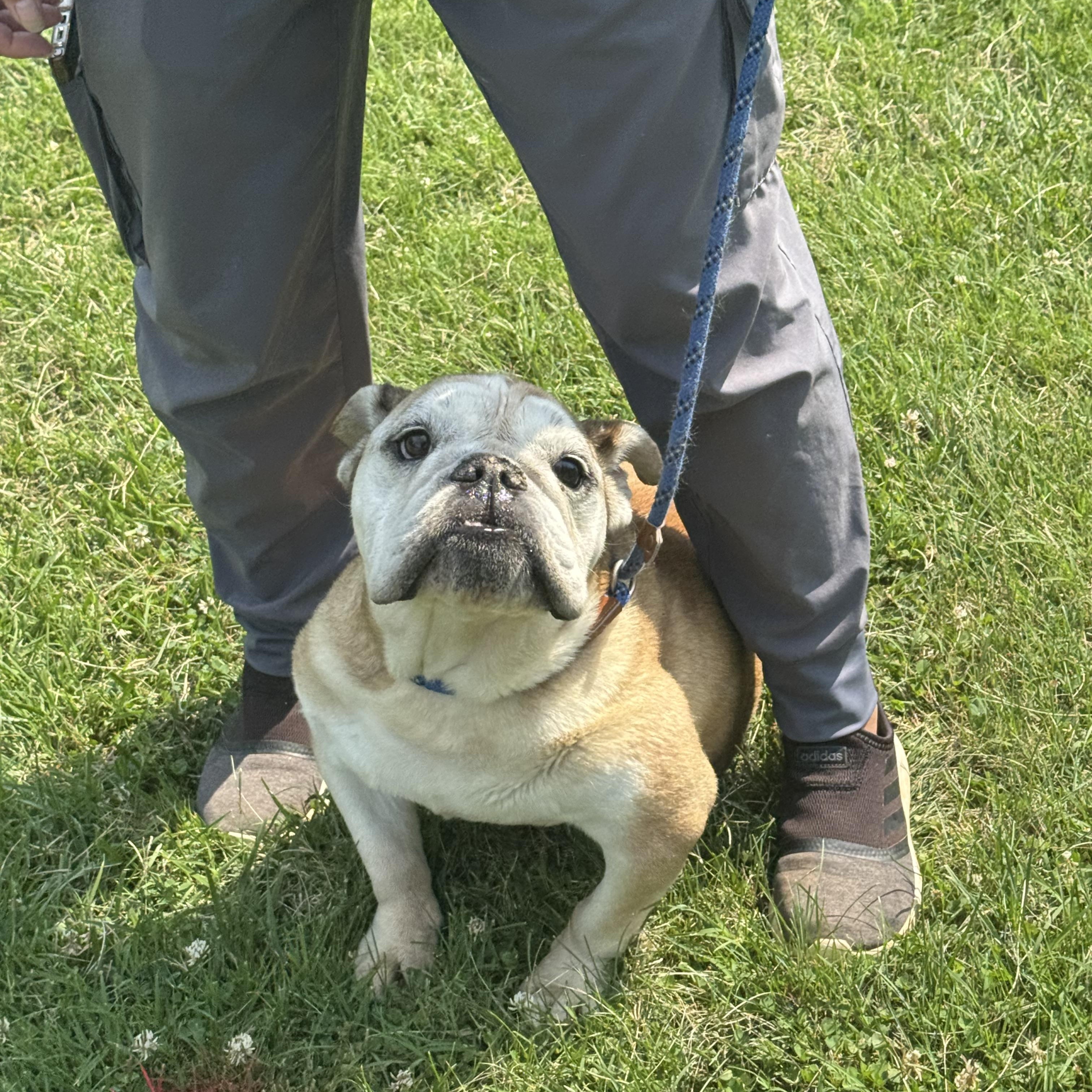 Enlarge Martha, a ADOPTABLE English Bulldog in Richmond, VA image 3/6