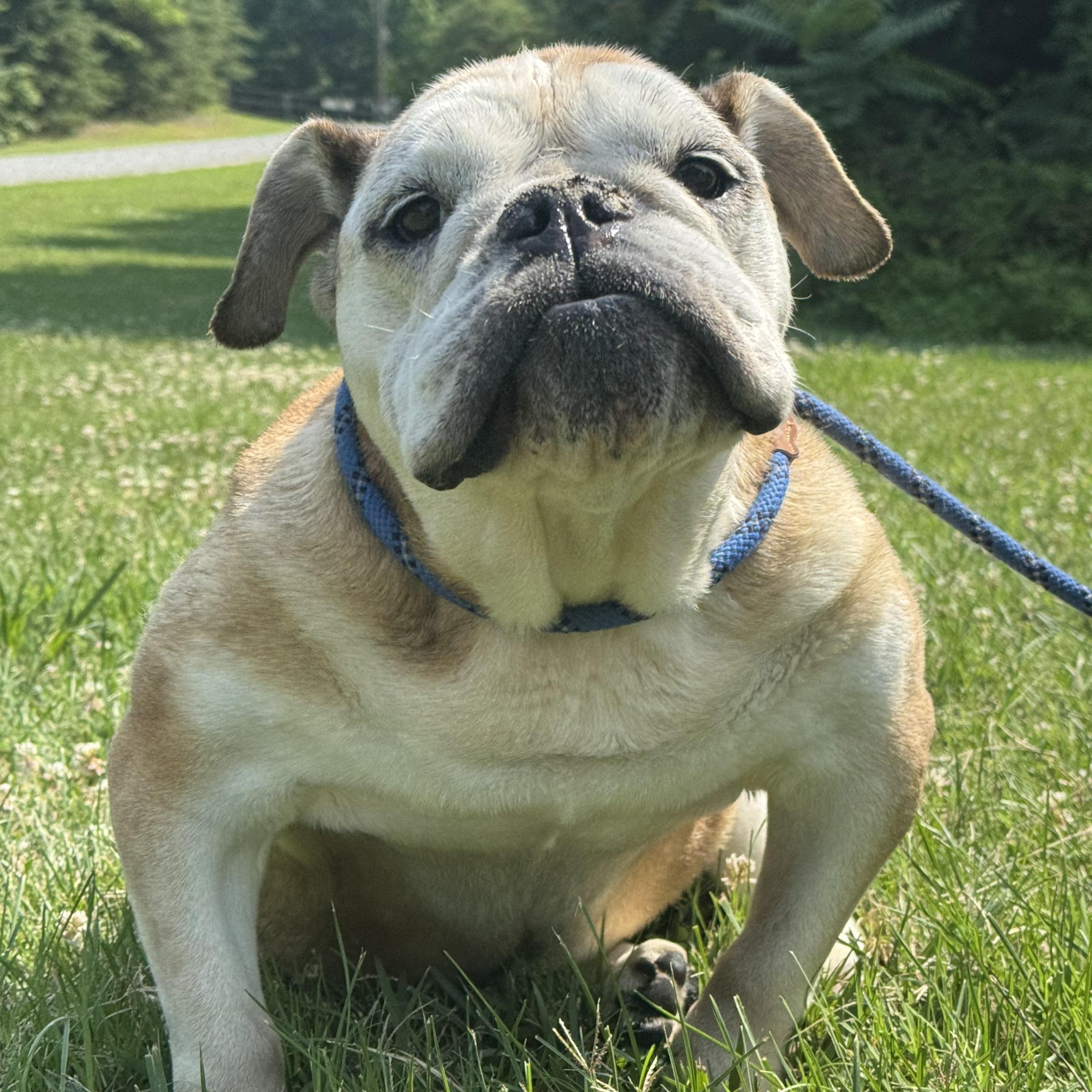Martha, ADOPTABLE, Senior Female English Bulldog.