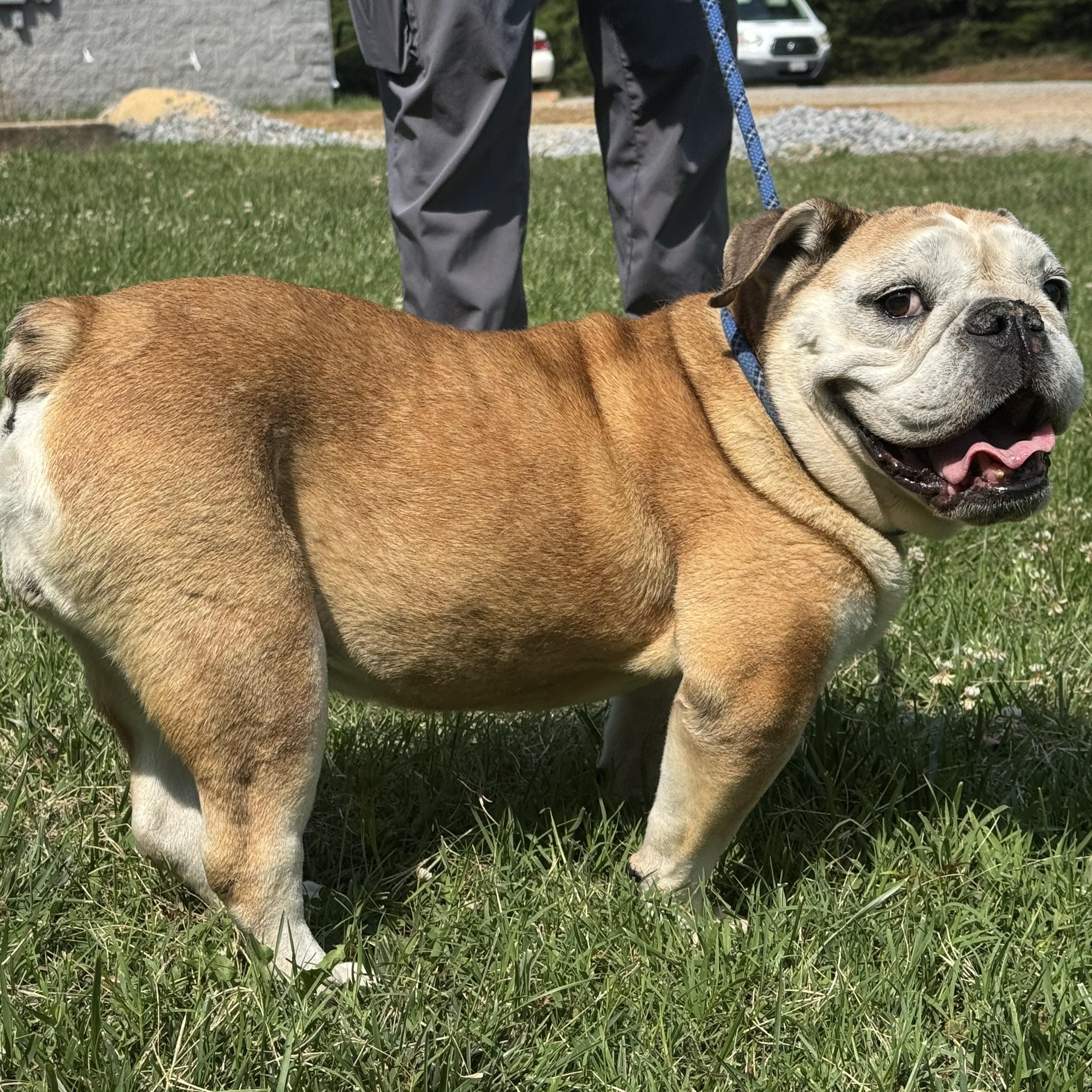 Enlarge Martha, a ADOPTABLE English Bulldog in Richmond, VA image 5/6