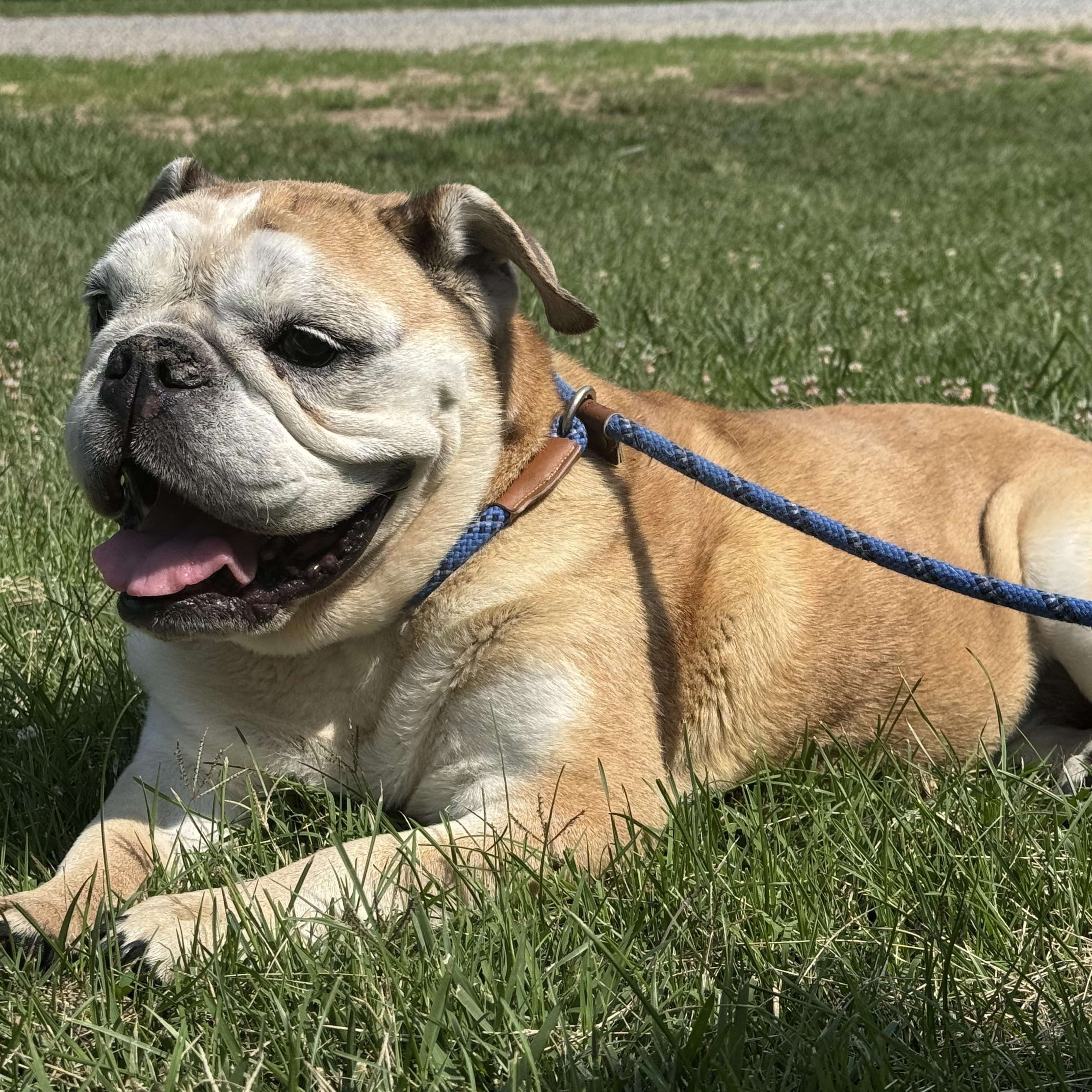 Enlarge Martha, a ADOPTABLE English Bulldog in Richmond, VA image 6/6