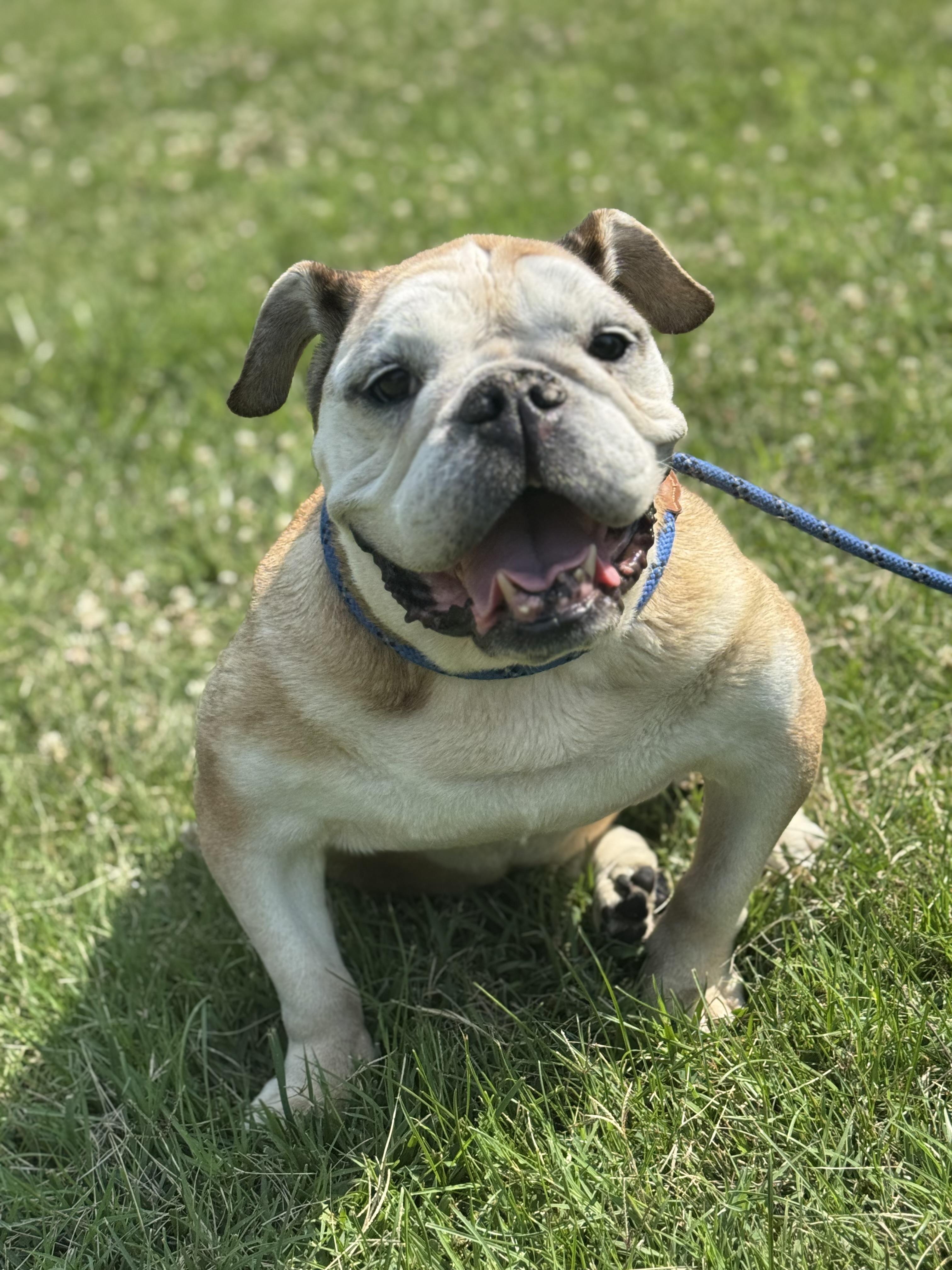 Enlarge Martha, a ADOPTABLE English Bulldog in Richmond, VA image 4/6