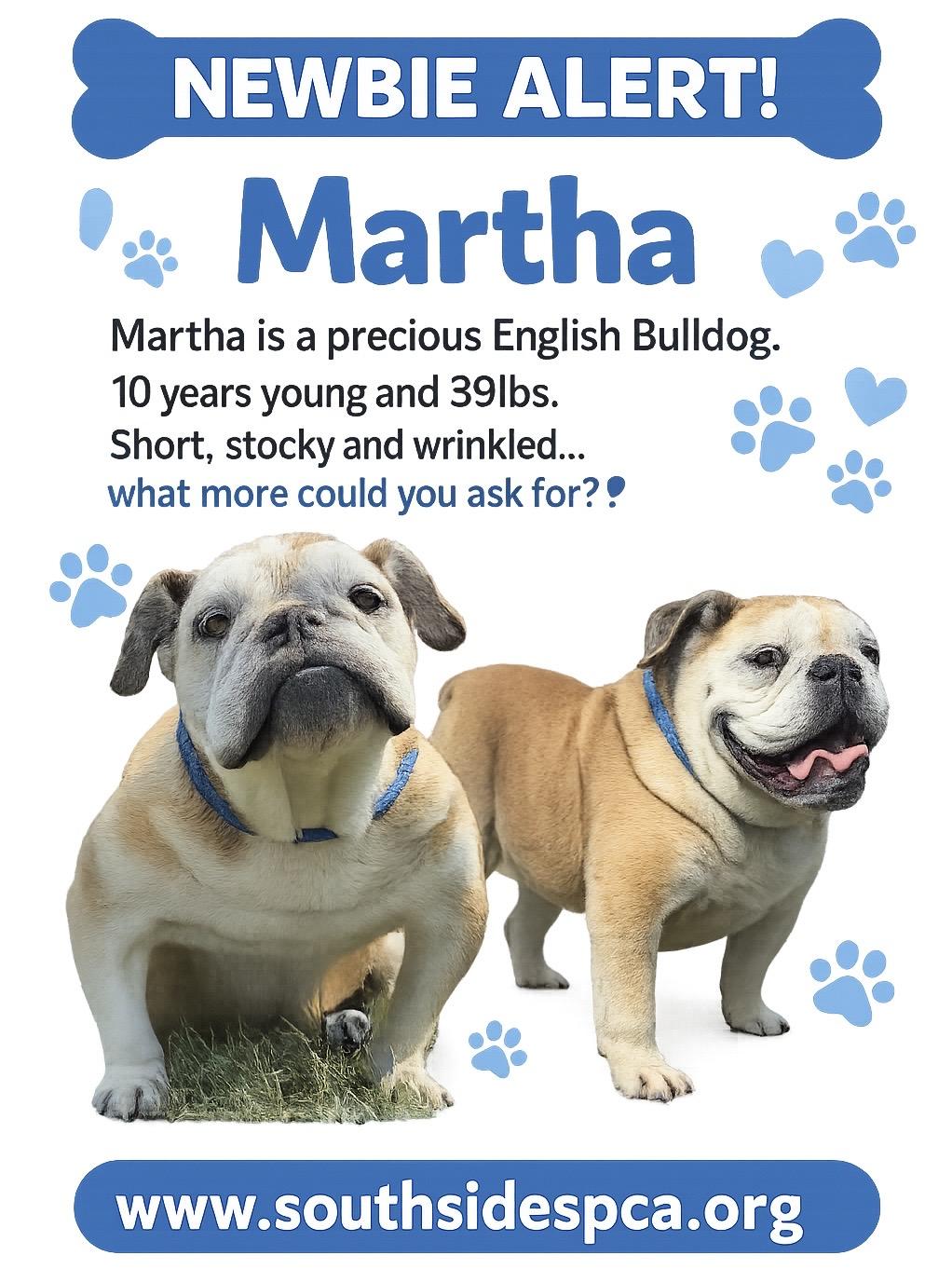 Enlarge Martha, a ADOPTABLE English Bulldog in Richmond, VA image 2/6