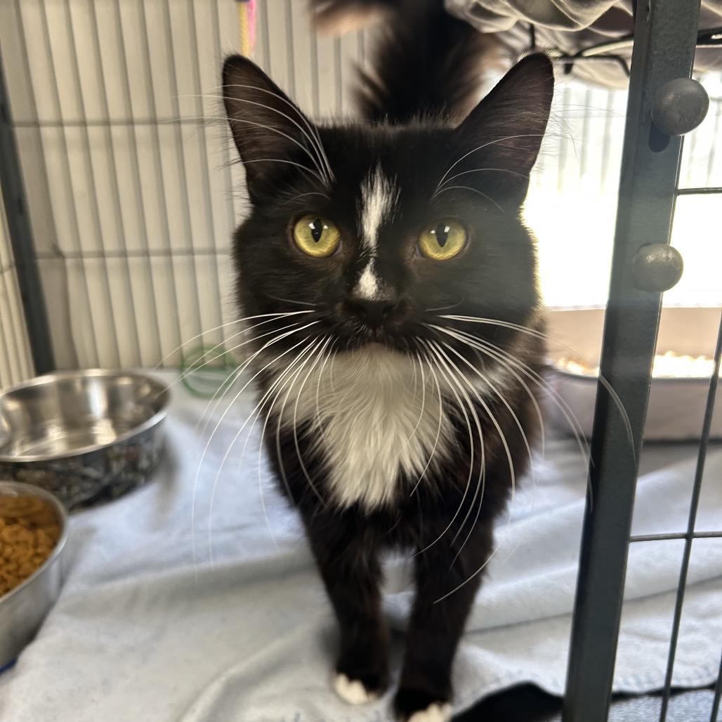 Madame, Adoptable, Young Female Domestic Long Hair.