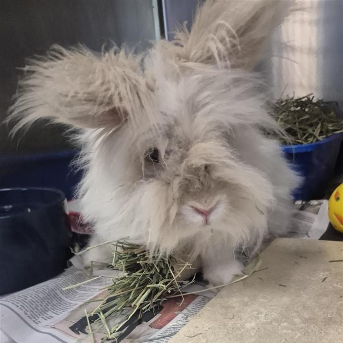 Enlarge Chubbs, a Adoptable Lionhead in Tacoma, WA image 1/1