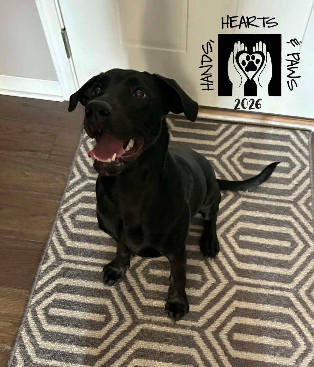 Kuji, ADOPTABLE, Young Male Labrador Retriever.