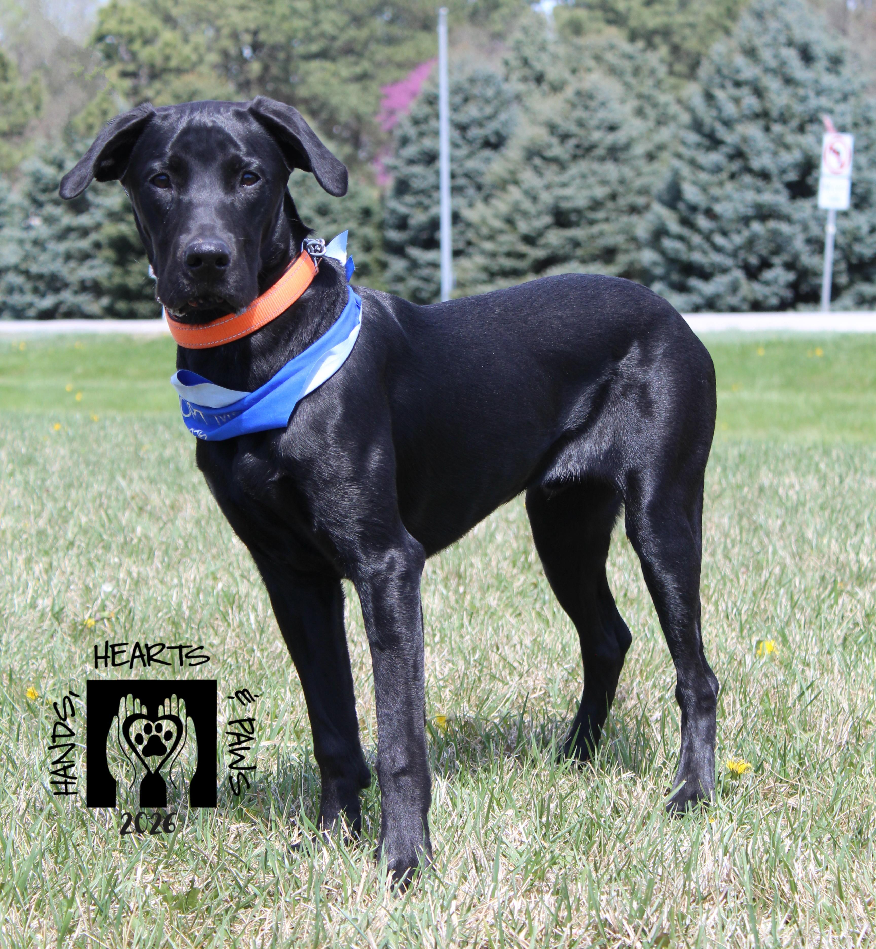 Enlarge Kuji, a ADOPTABLE Labrador Retriever in Omaha, NE image 1/6
