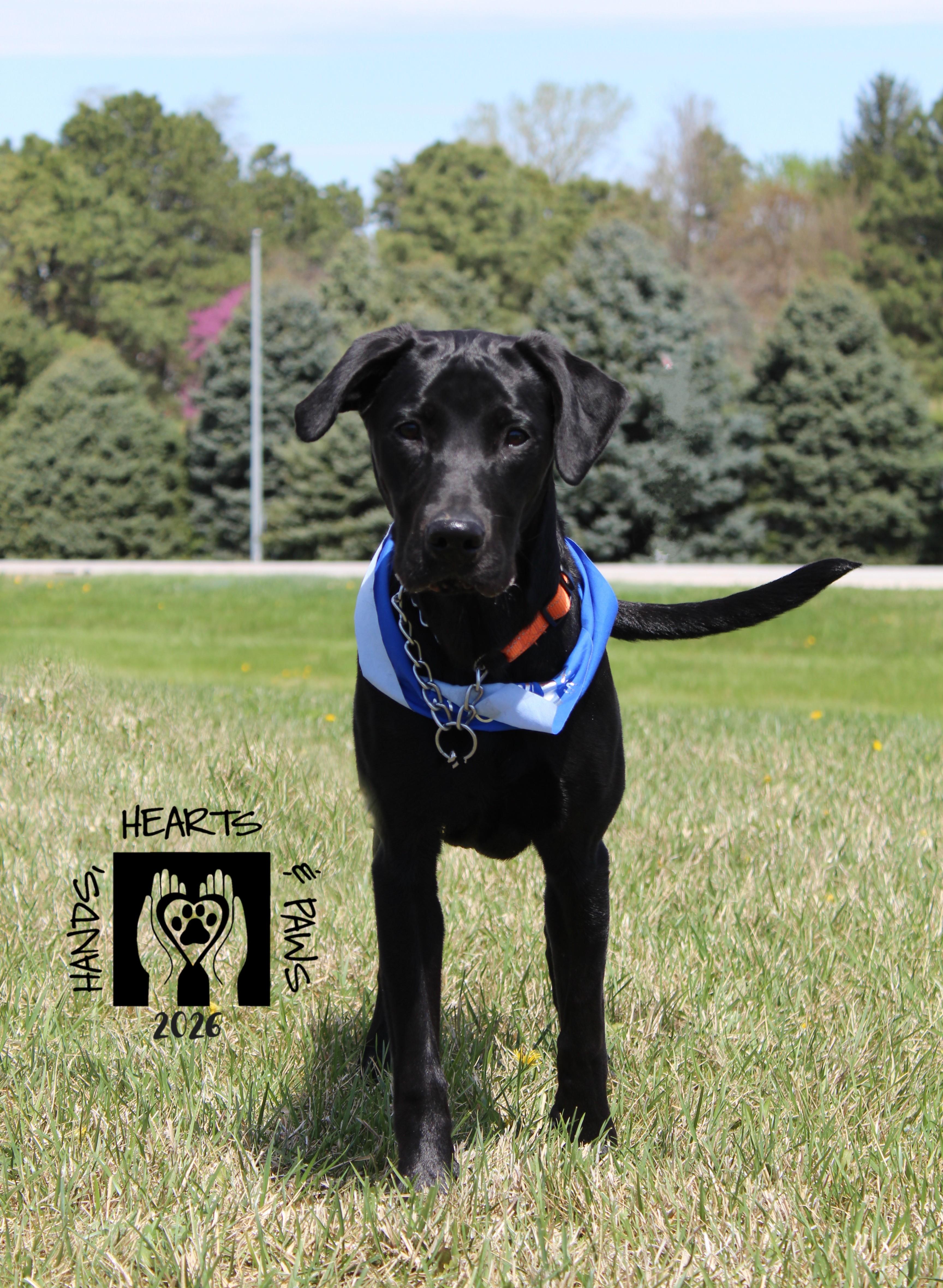 Enlarge Kuji, a ADOPTABLE Labrador Retriever in Omaha, NE image 4/6