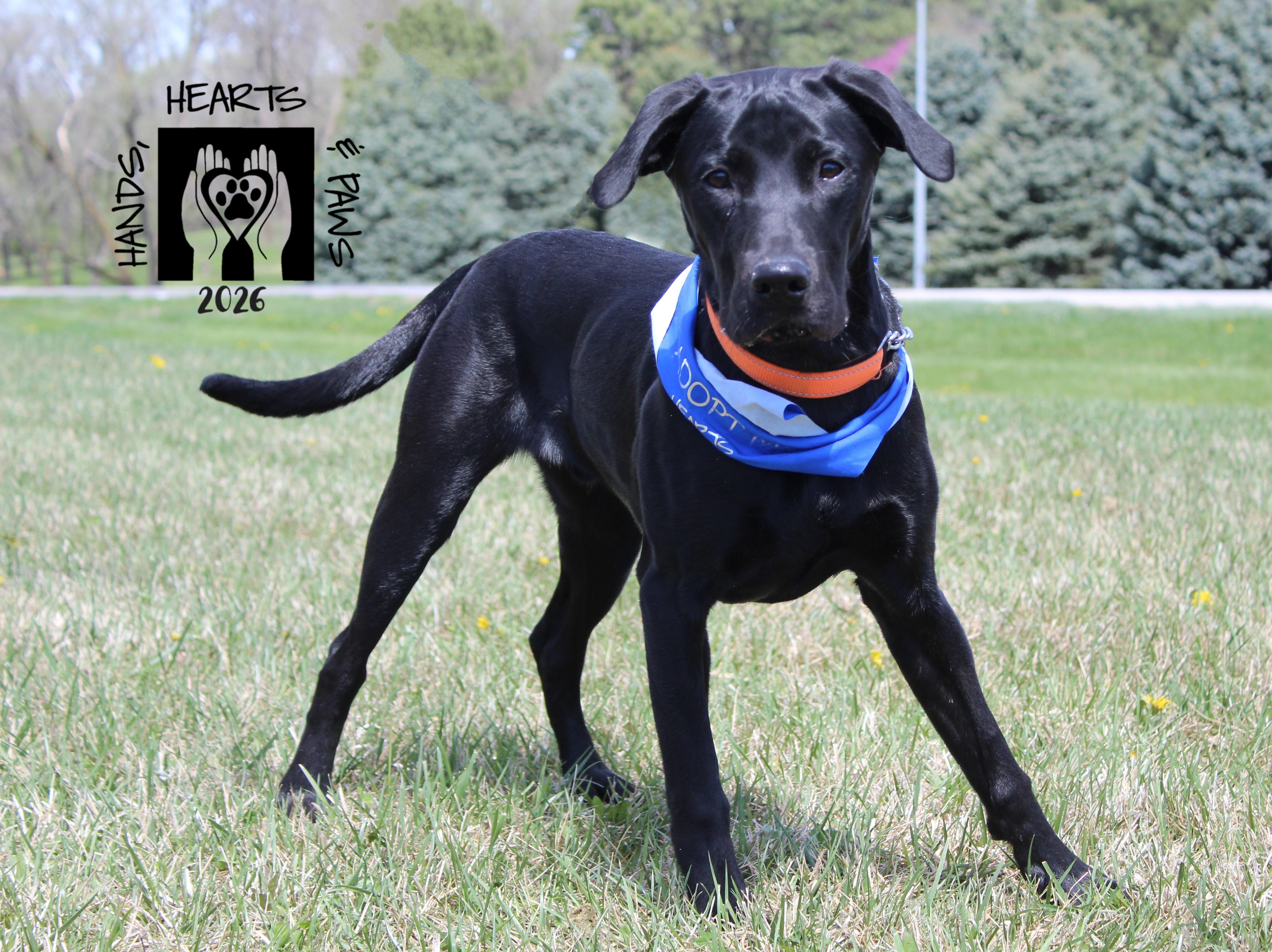 Enlarge Kuji, a ADOPTABLE Labrador Retriever in Omaha, NE image 5/6