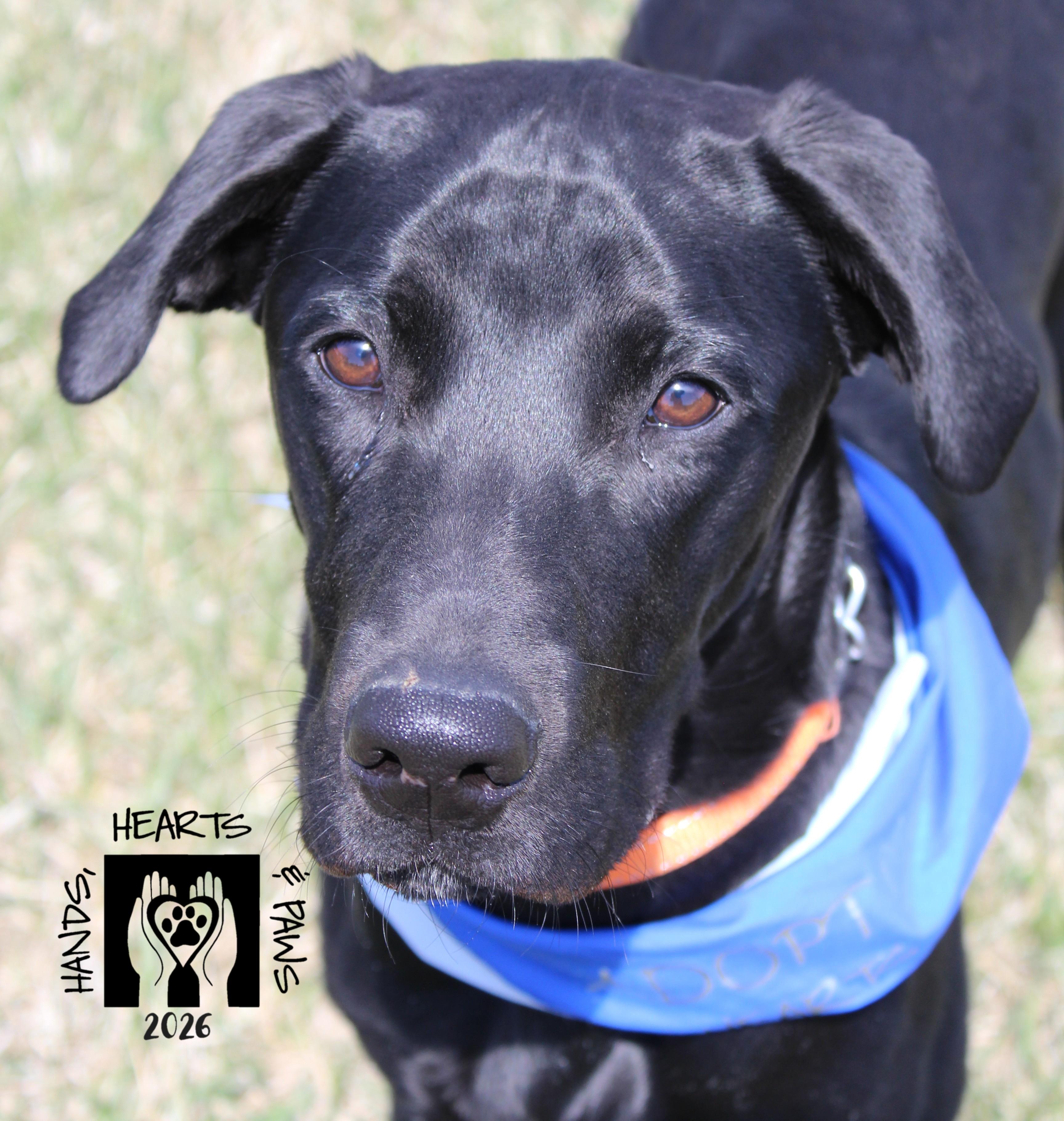 Enlarge Kuji, a ADOPTABLE Labrador Retriever in Omaha, NE image 6/6