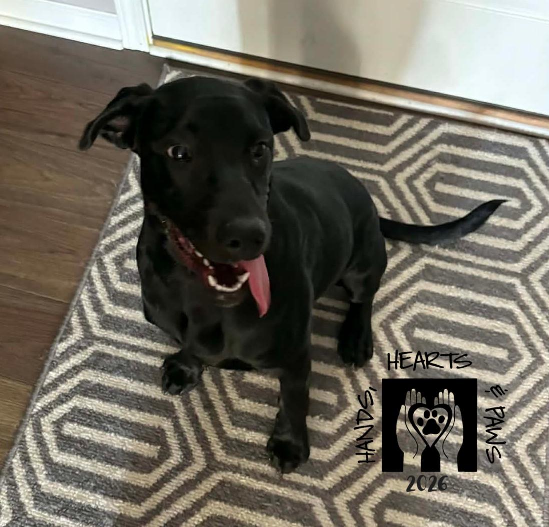 Enlarge Kuji, a ADOPTABLE Labrador Retriever in Omaha, NE image 2/2