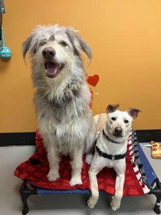 Enlarge Freya and Mr. Milo, a ADOPTABLE Mixed Breed in Bellingham, WA image 1/5