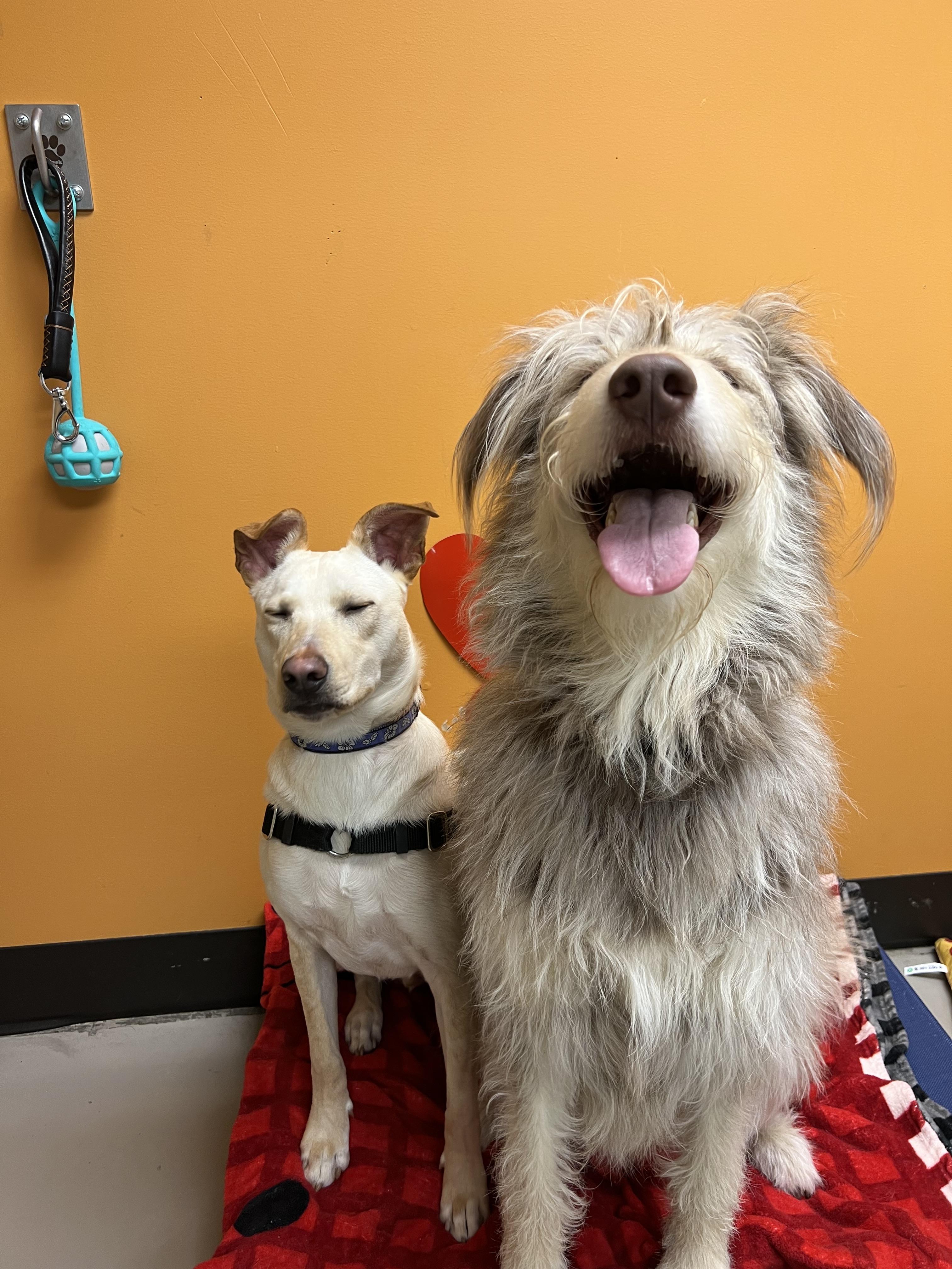 Enlarge Freya and Mr. Milo, a ADOPTABLE Mixed Breed in Bellingham, WA image 5/5